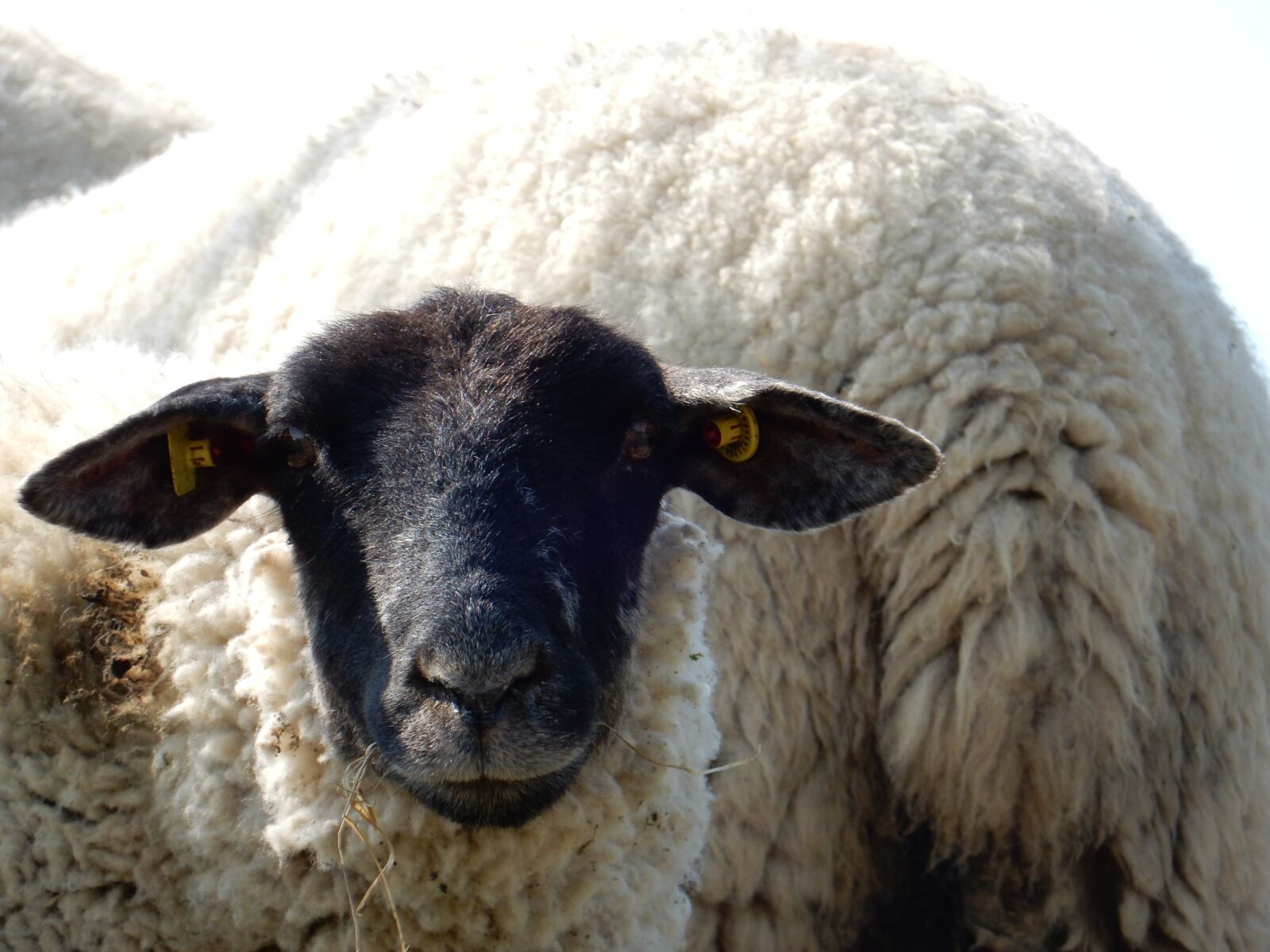 Nikon Coolpix S9900 sample photo. Animal, sheep, black photography