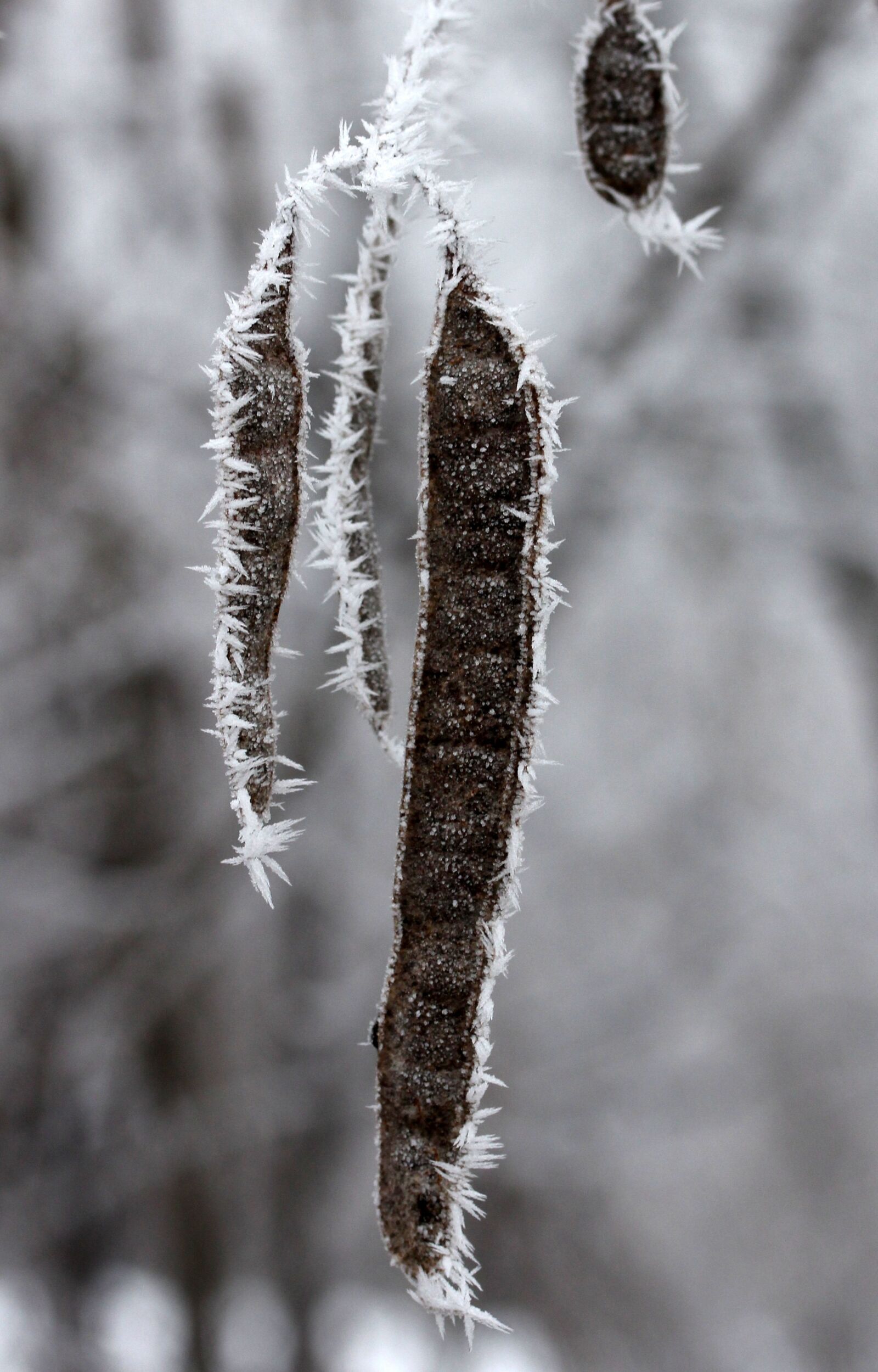 Canon EF-S 60mm F2.8 Macro USM sample photo. Pod, plant, frozen photography