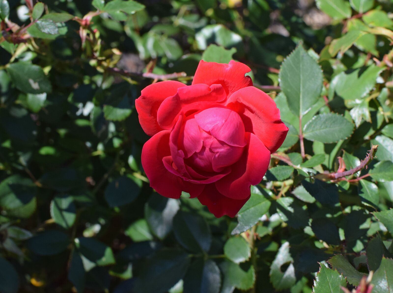 Nikon D3300 sample photo. Fall red rose, bud photography