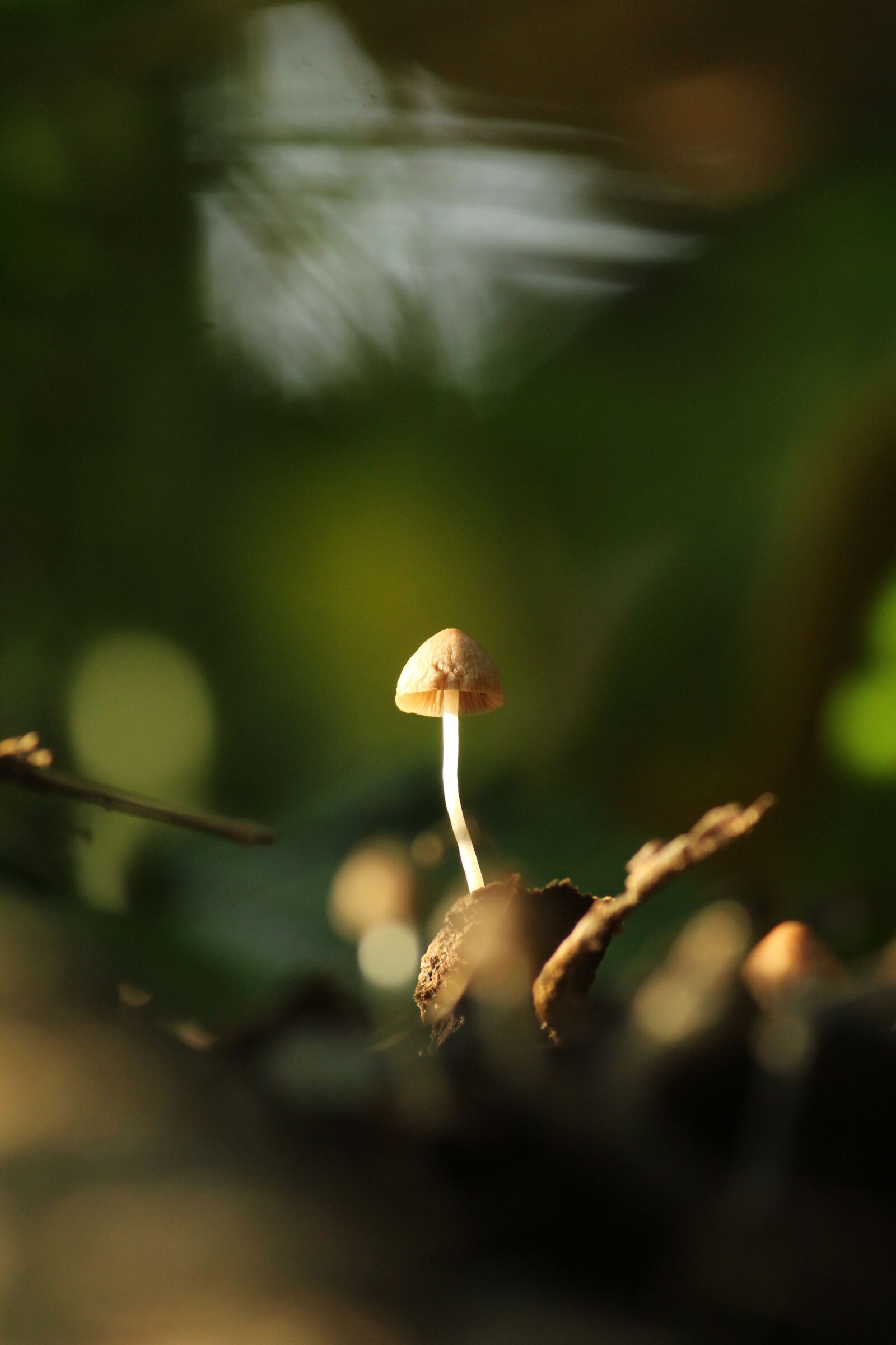 Canon EOS 1300D (EOS Rebel T6 / EOS Kiss X80) sample photo. Mushroom, kerala, india photography