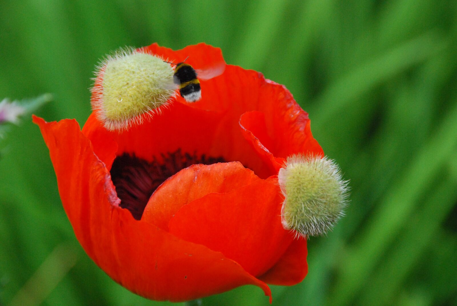 Nikon D80 sample photo. Poppy, klatschmohn, blossom photography
