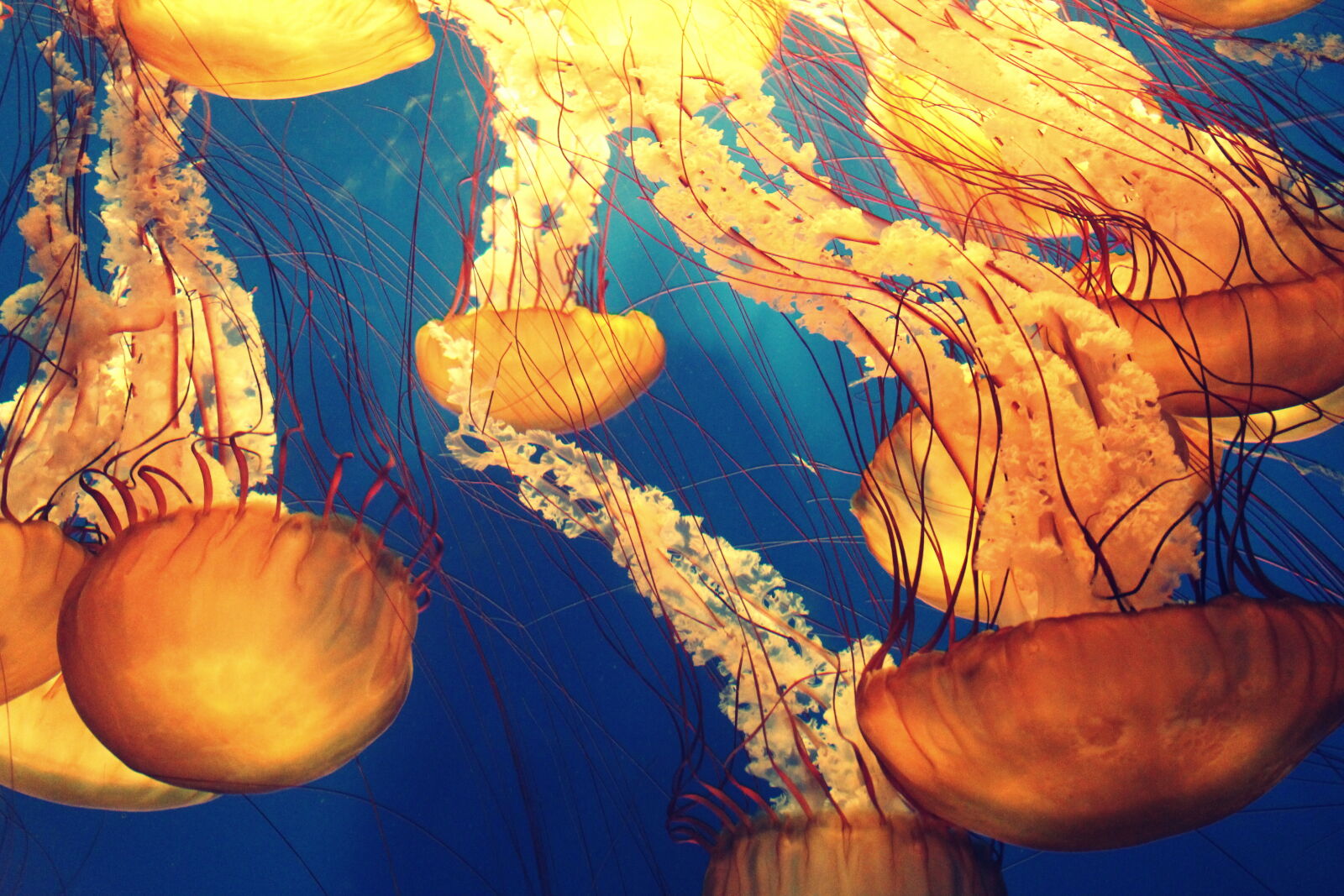 Canon EOS 1100D (EOS Rebel T3 / EOS Kiss X50) sample photo. Jellyfish, illustration photography