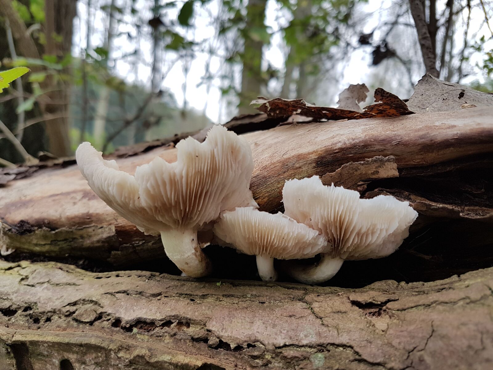 Samsung Galaxy S7 sample photo. Forest, mushroom, fly agaric photography