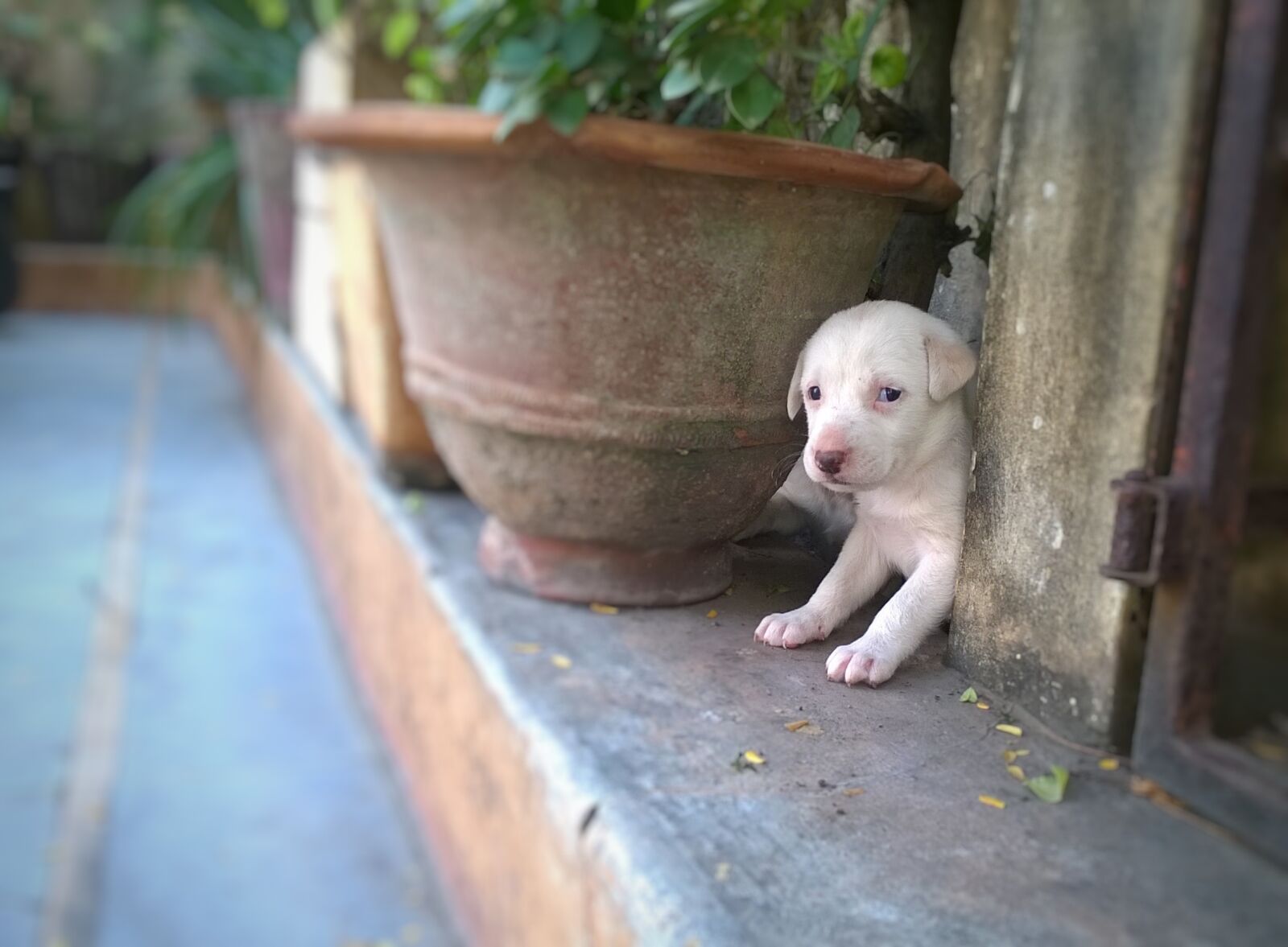 Nokia Lumia 730 Dual SIM sample photo. Dog, cute, mammal photography