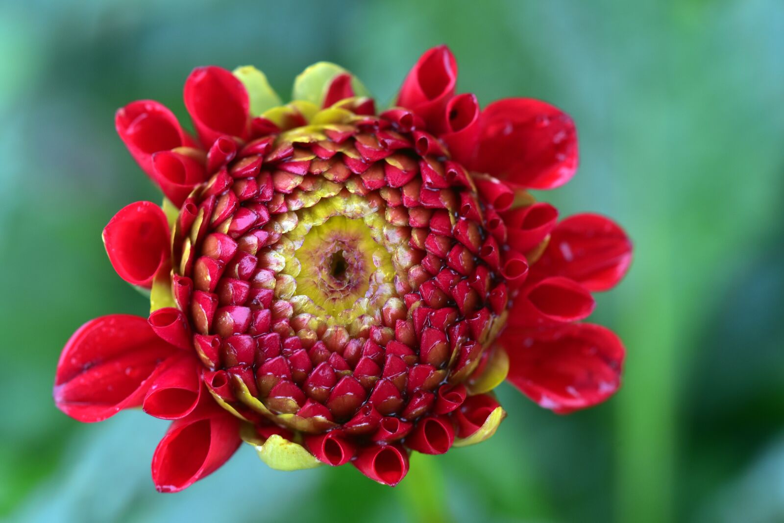 Nikon D750 sample photo. Dahlia, blossom, bloom photography
