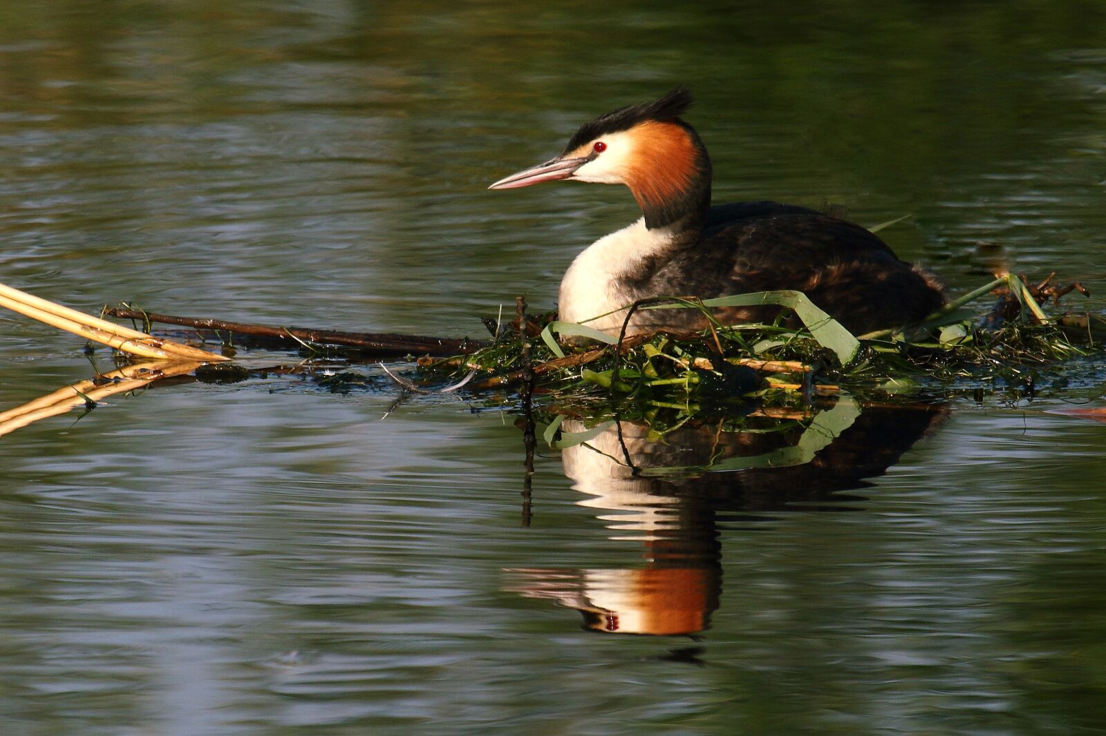 Canon EF 100-400mm F4.5-5.6L IS USM sample photo. Grebe, bird, waterfowl photography