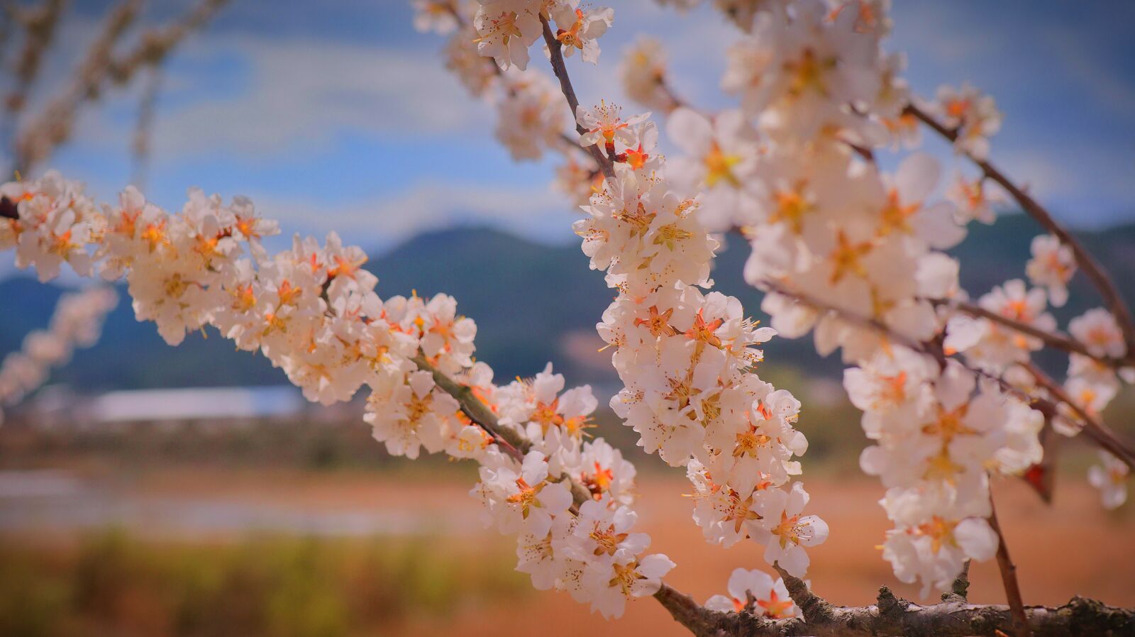 Canon EOS M50 (EOS Kiss M) sample photo. Apricot blossom, flowers, spring photography