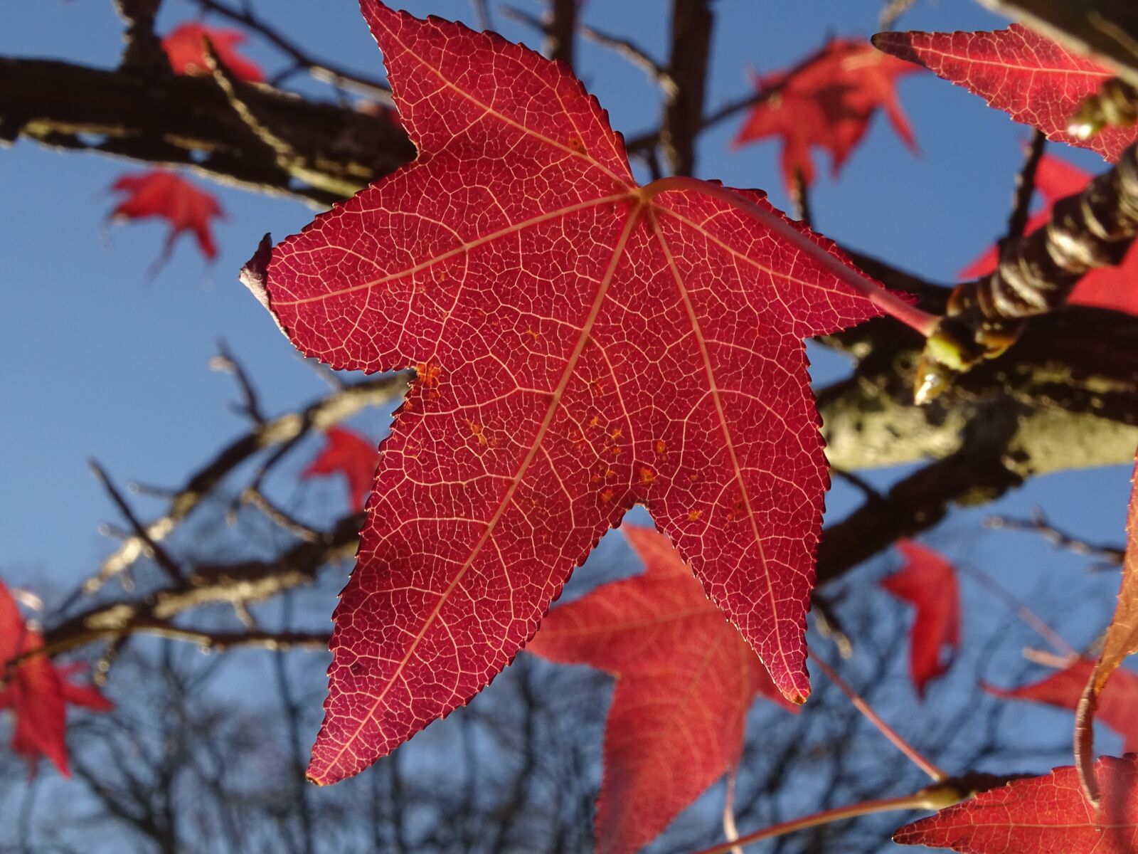 Sony Cyber-shot DSC-HX400V sample photo. Maple, leaf, fall photography