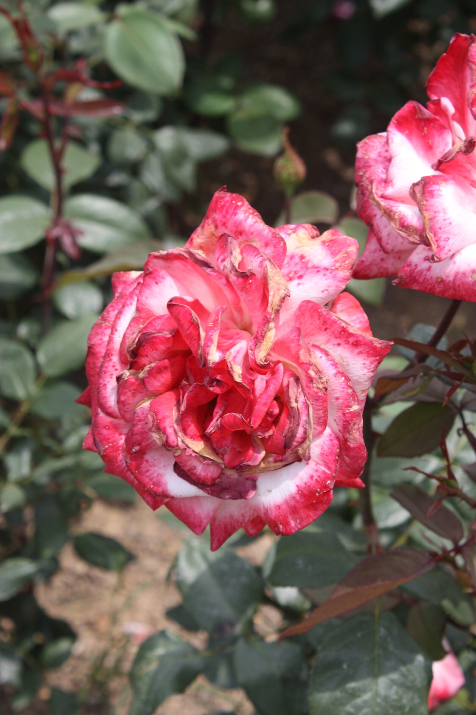 Canon EOS 450D (EOS Rebel XSi / EOS Kiss X2) sample photo. Red, flowers, pretty photography