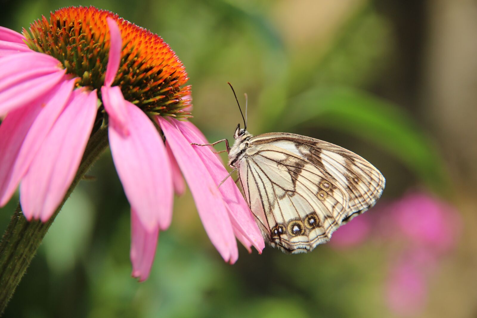 Canon EOS 650D (EOS Rebel T4i / EOS Kiss X6i) sample photo. Butterfly, echinacea, medicinal plant photography