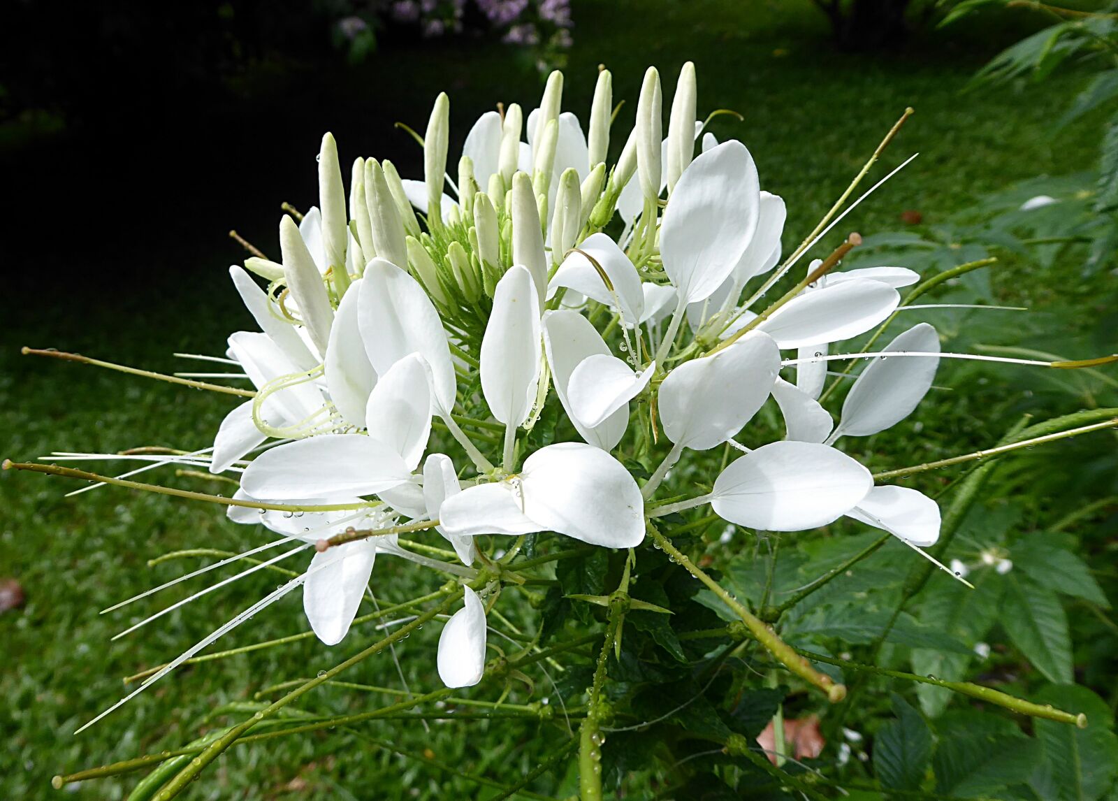 Panasonic Lumix DMC-ZS50 (Lumix DMC-TZ70) sample photo. Cleome, flower, white photography