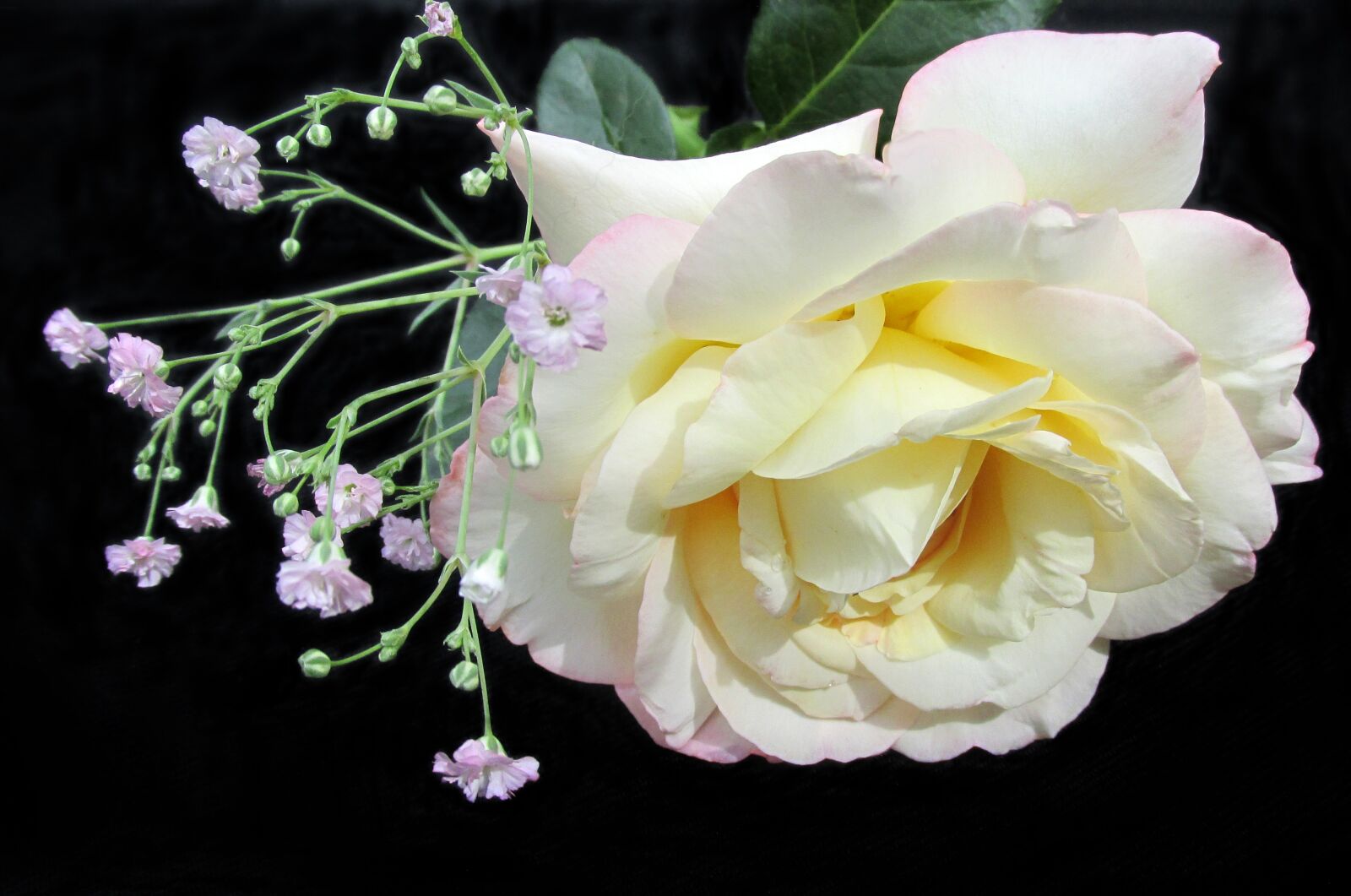 Canon PowerShot SX170 IS sample photo. Rose, flower, gypsophila photography