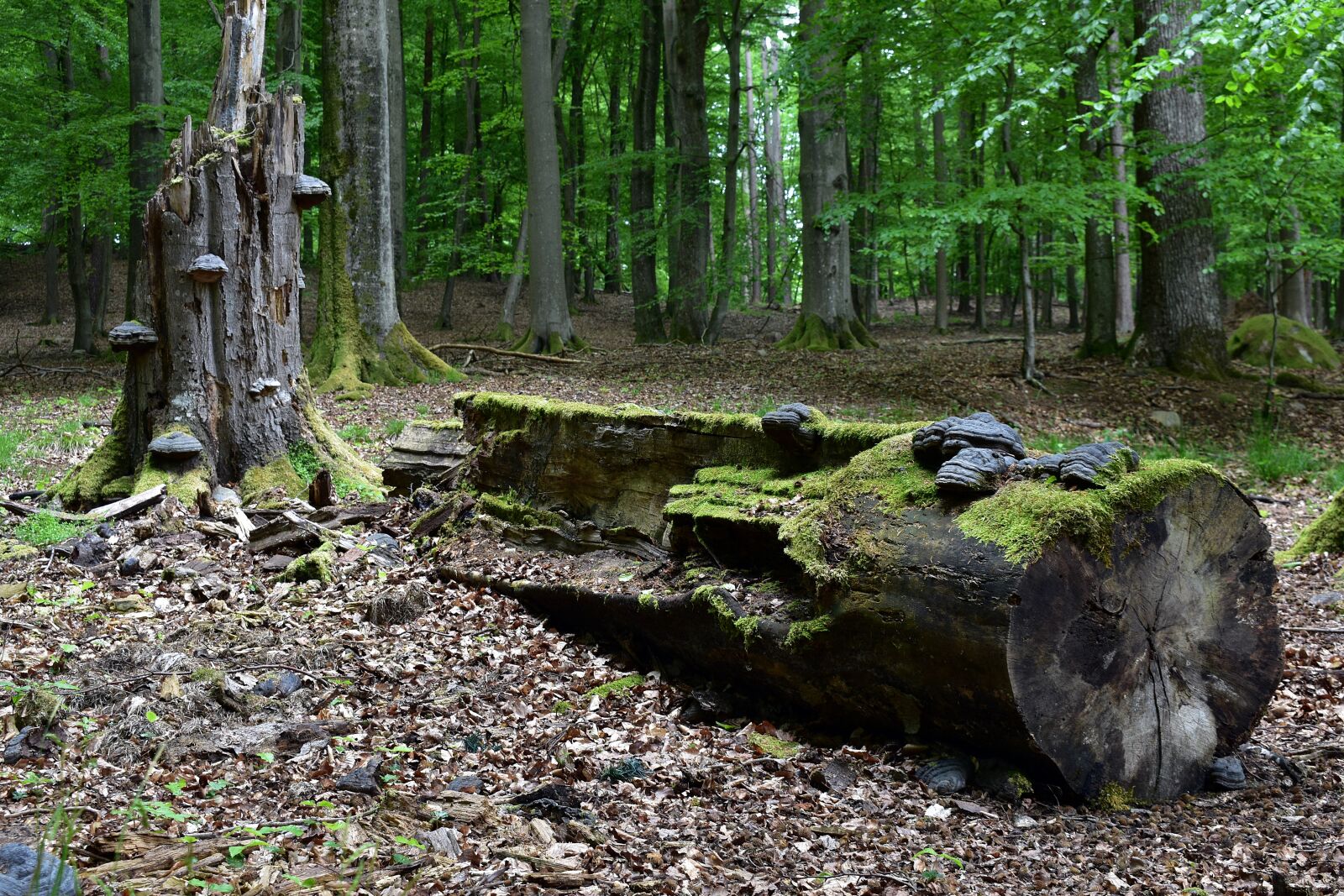 Nikon D3400 sample photo. Hub, forest, nature photography