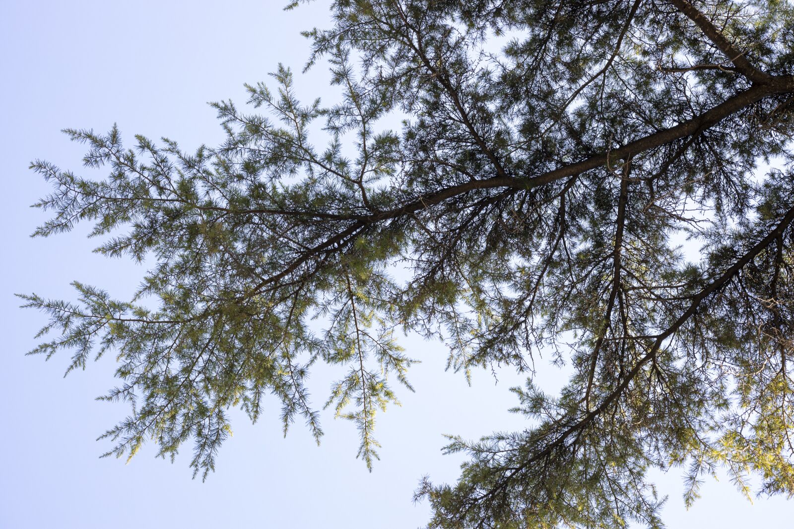 Canon RF 85mm F1.2L USM sample photo. The leaves are, leaves photography