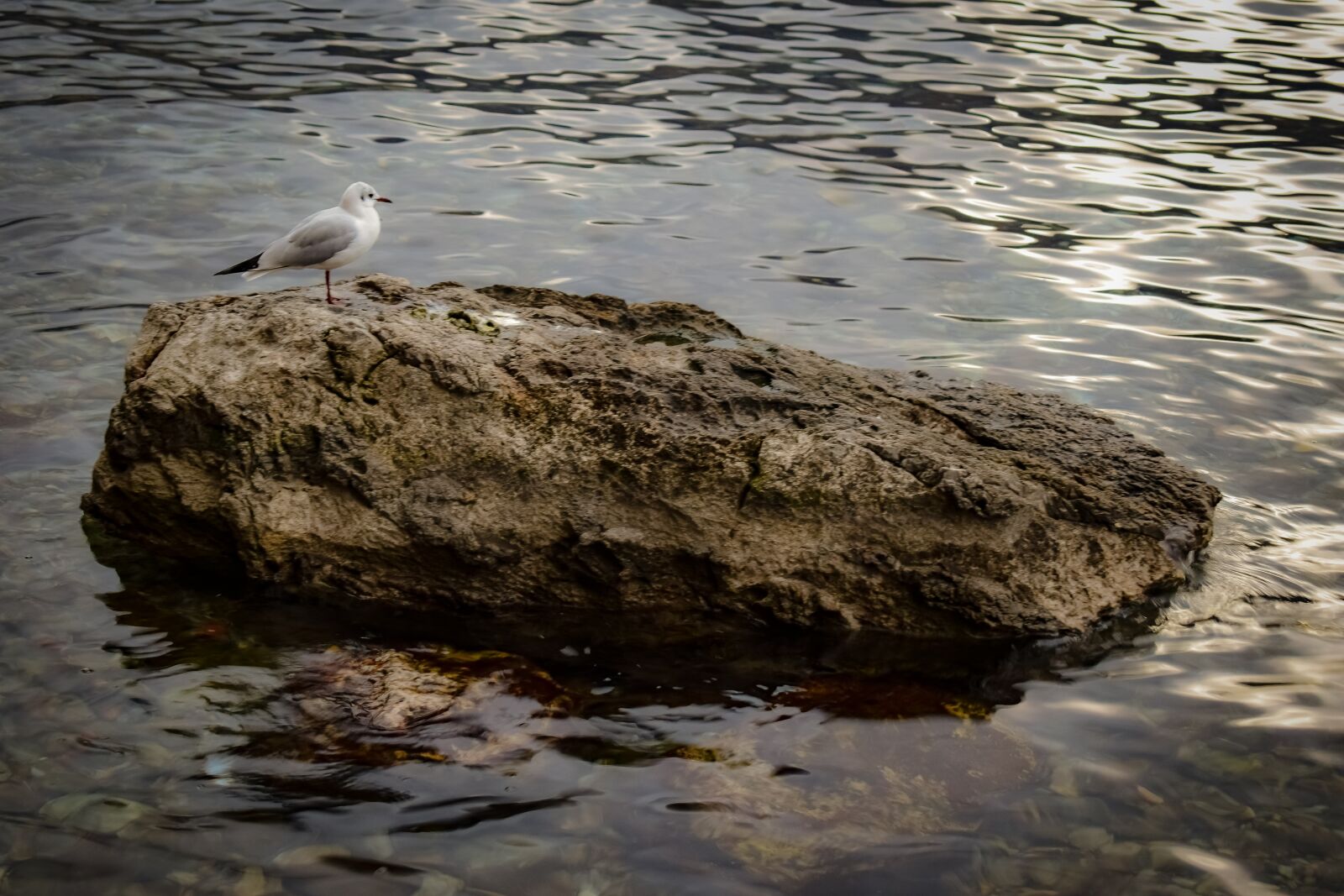 Nikon D3300 sample photo. Rock, bird, seabird photography