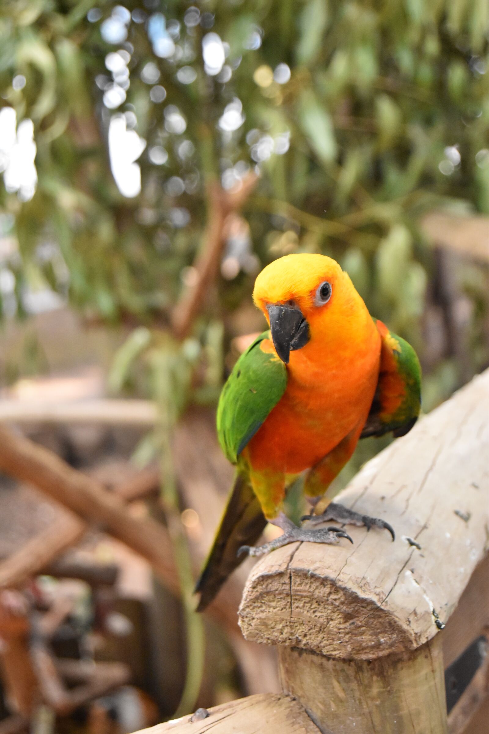 Nikon D5500 sample photo. Bird, parrot, wildlife photography