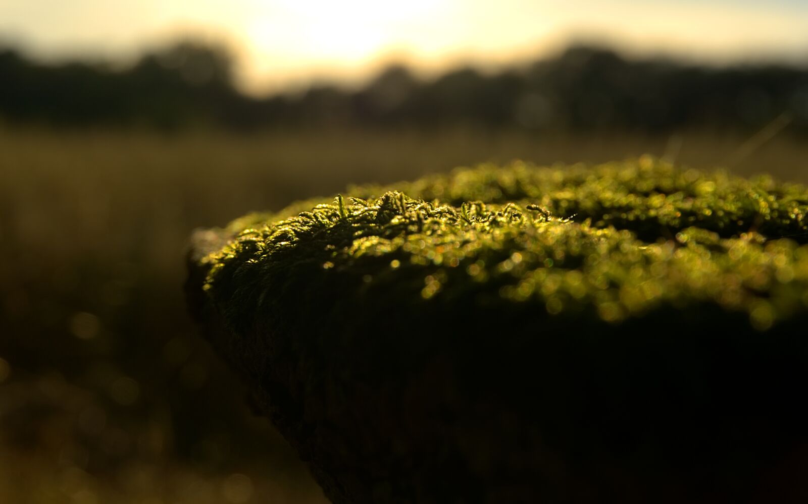 Sony a6000 sample photo. Moss, grass, summer photography