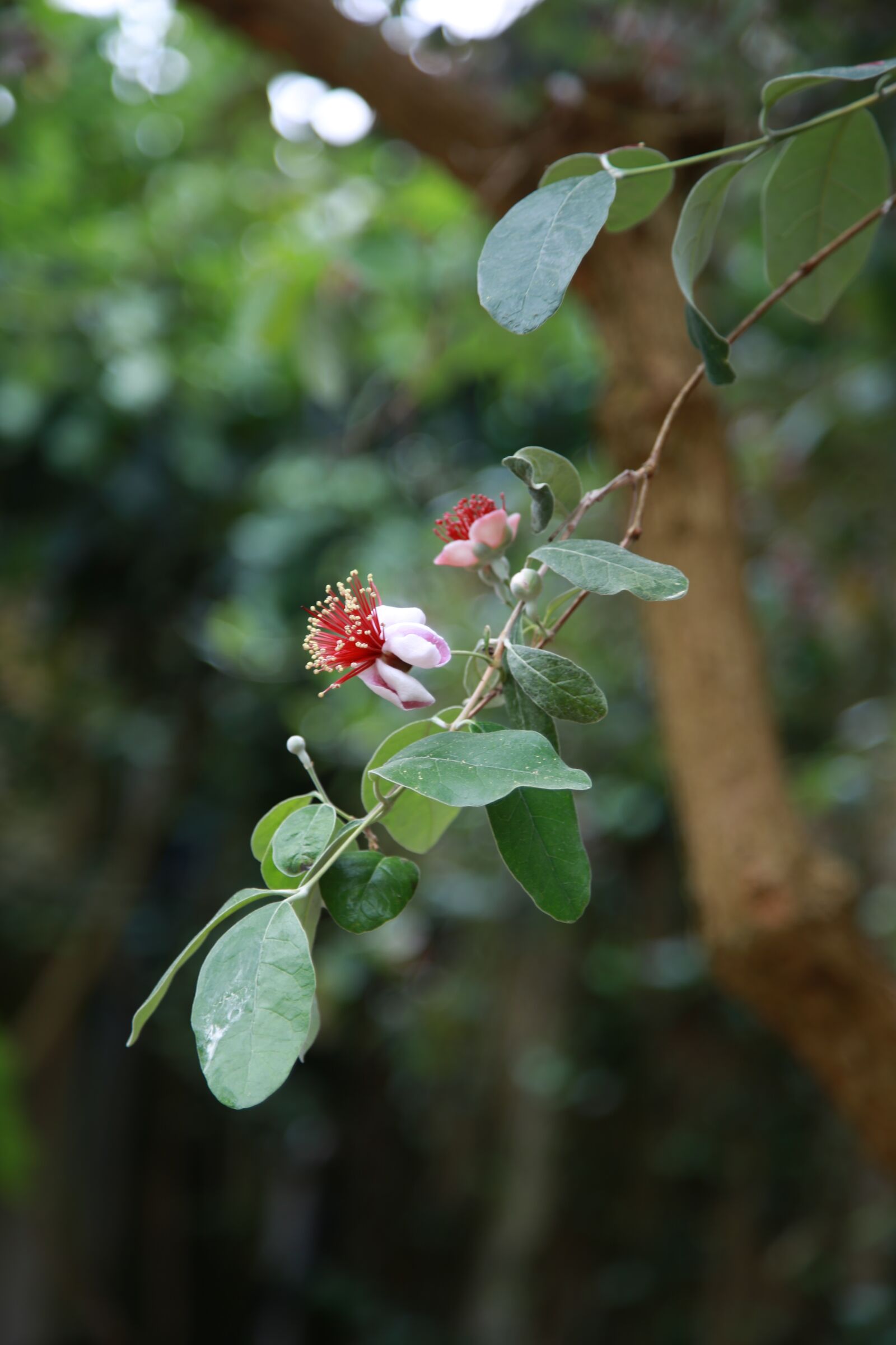 Canon EOS 6D + Canon EF 24-105mm F4L IS USM sample photo. Whey-see, page back, pineapple photography