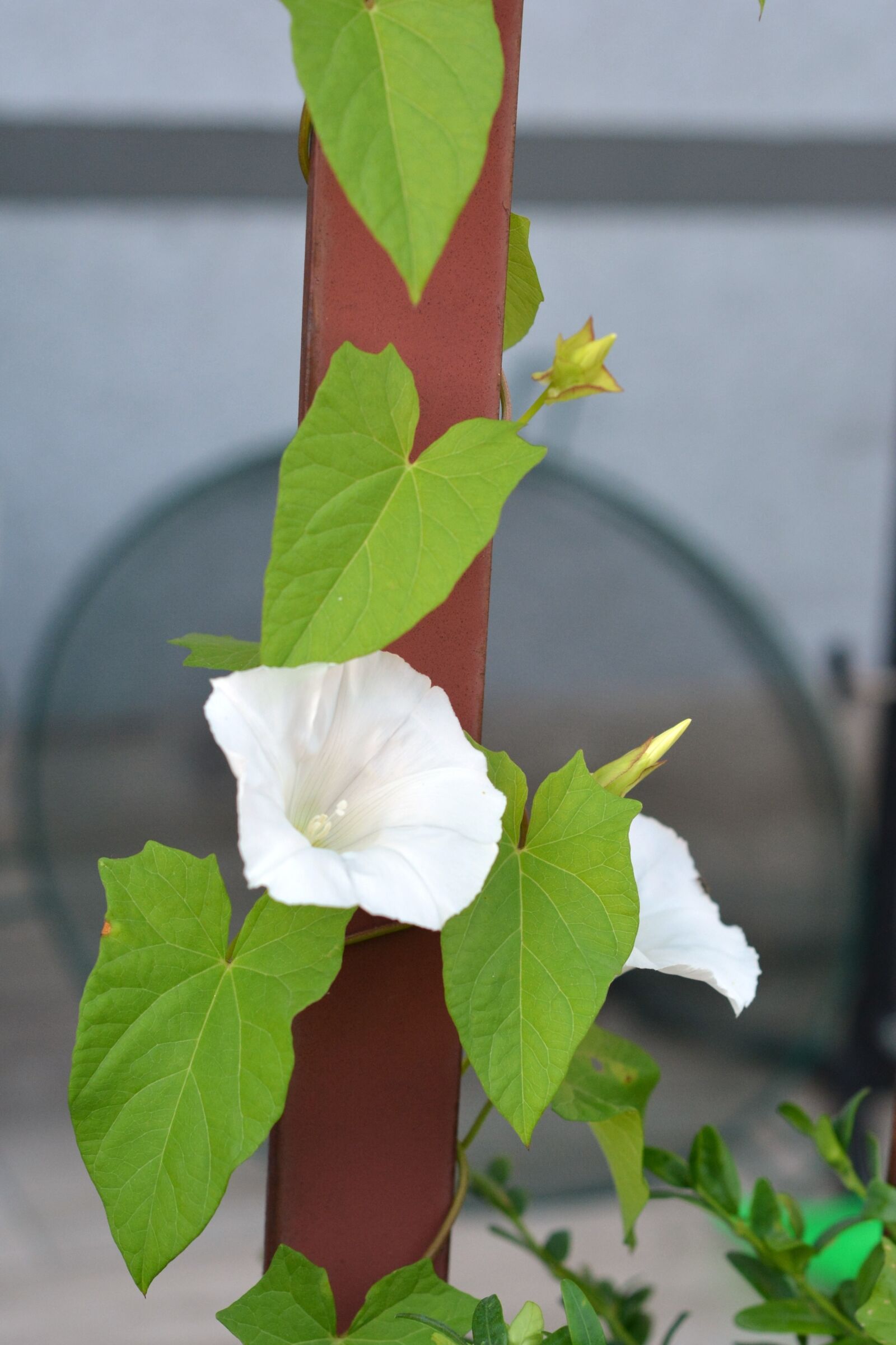 Nikon D5200 sample photo. Bindweed, yunki, white photography