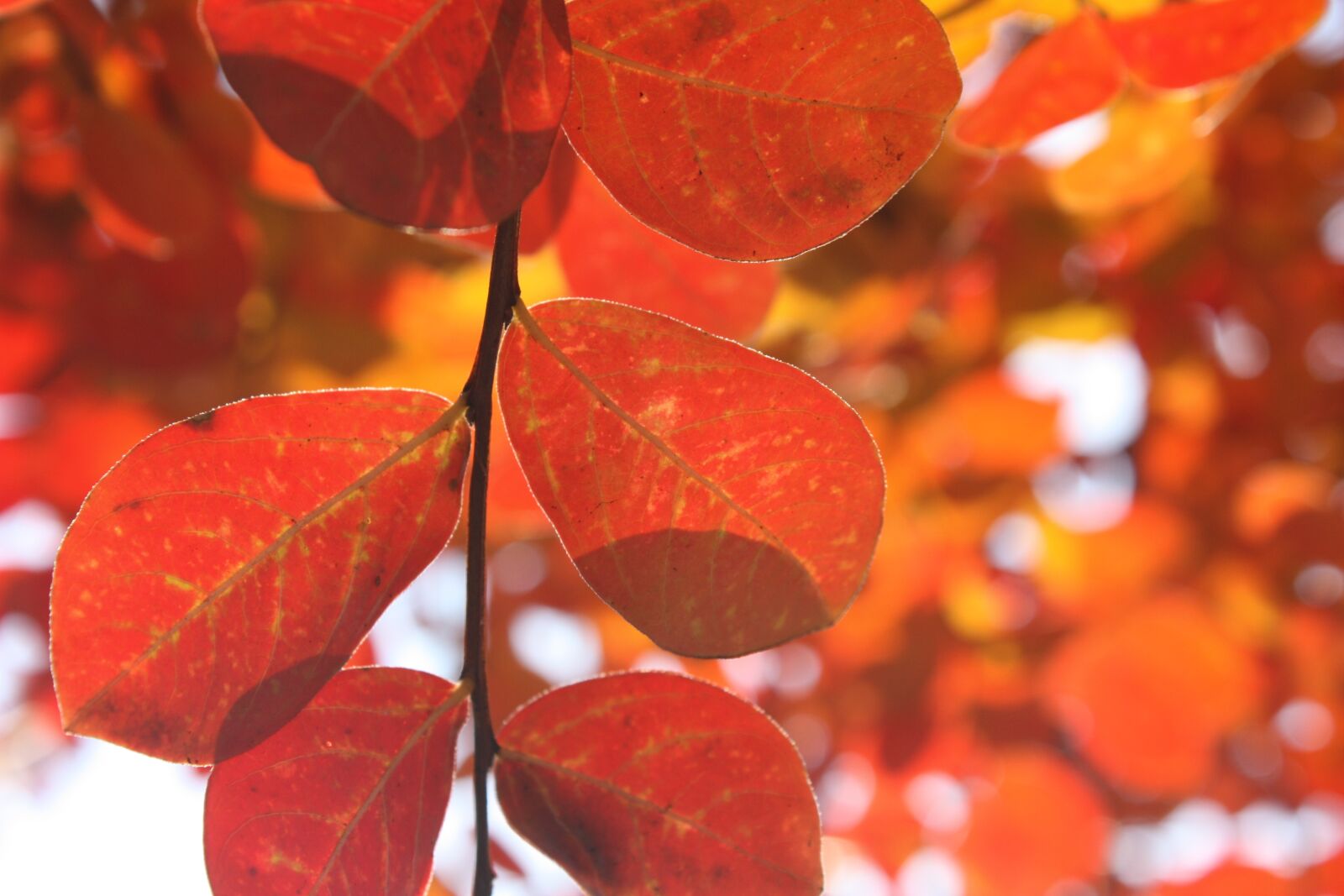 Canon EOS 450D (EOS Rebel XSi / EOS Kiss X2) sample photo. Leaves, autumn, red photography