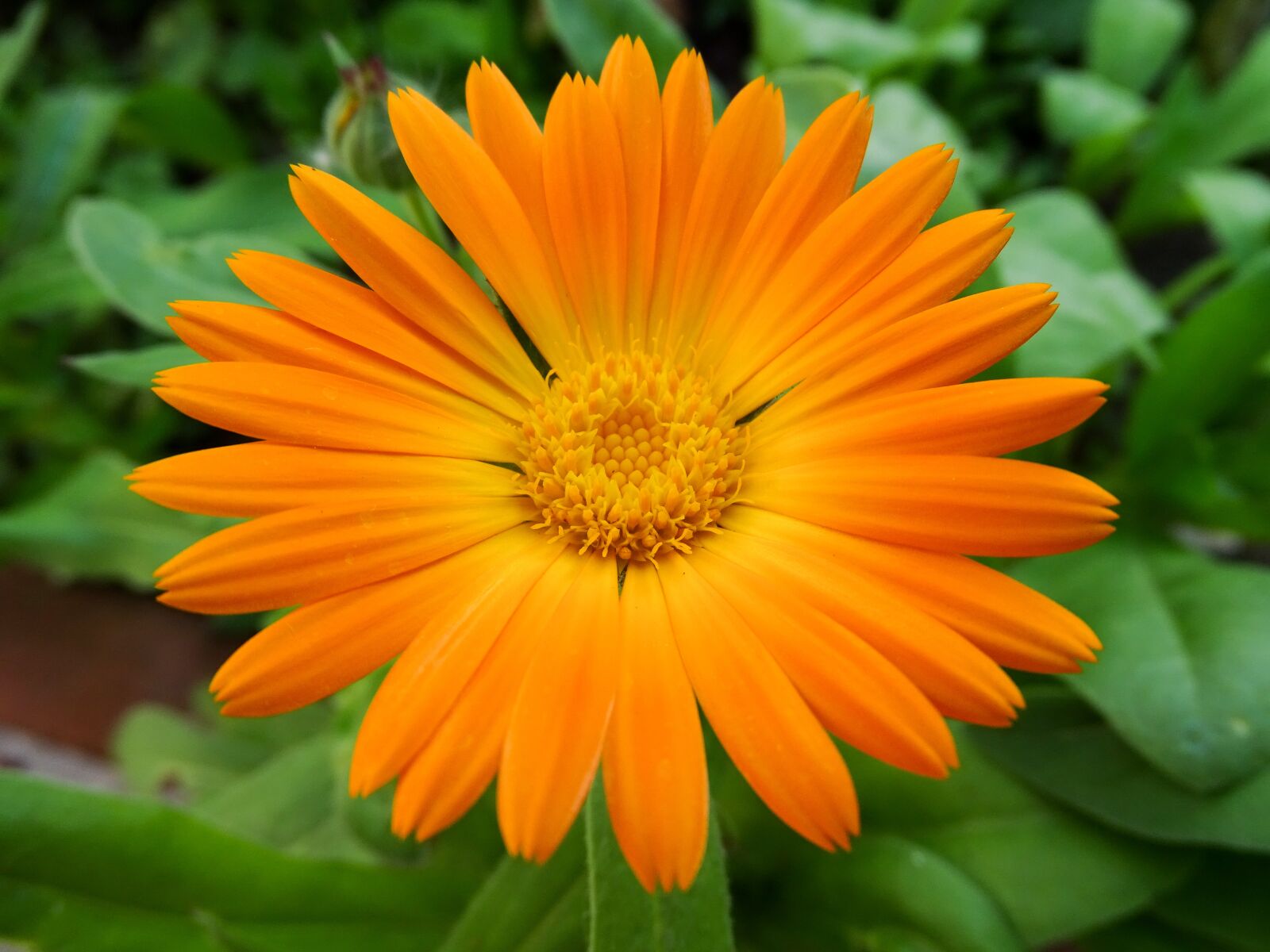 Sony Cyber-shot DSC-HX350 sample photo. Yellow flower, flower, marigold photography