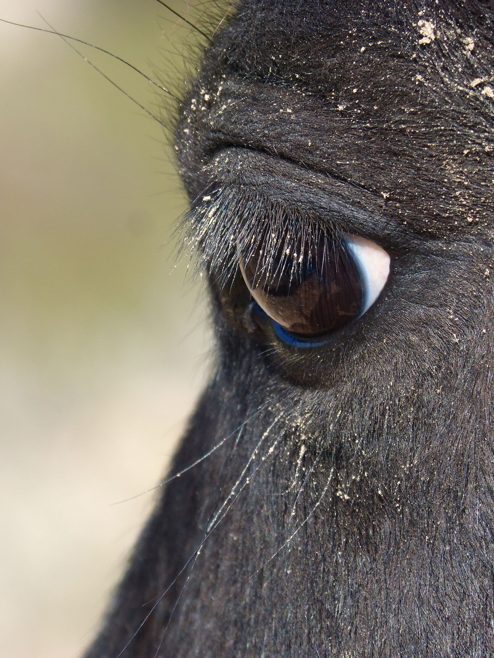 Panasonic DMC-FZ62 sample photo. Horse, eye, look photography
