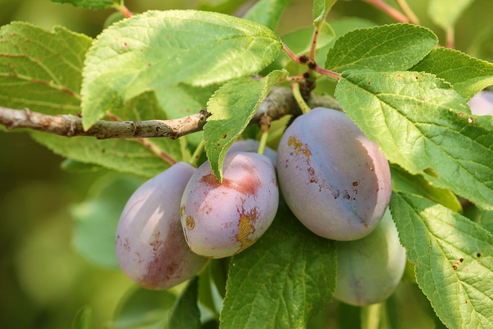 Canon EOS 1100D (EOS Rebel T3 / EOS Kiss X50) sample photo. Plums, fruit, stone fruit photography