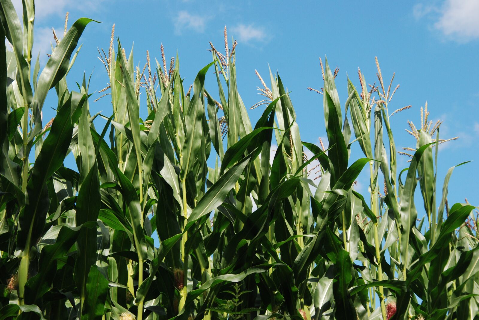 Nikon D80 sample photo. Agriculture, corn, green photography