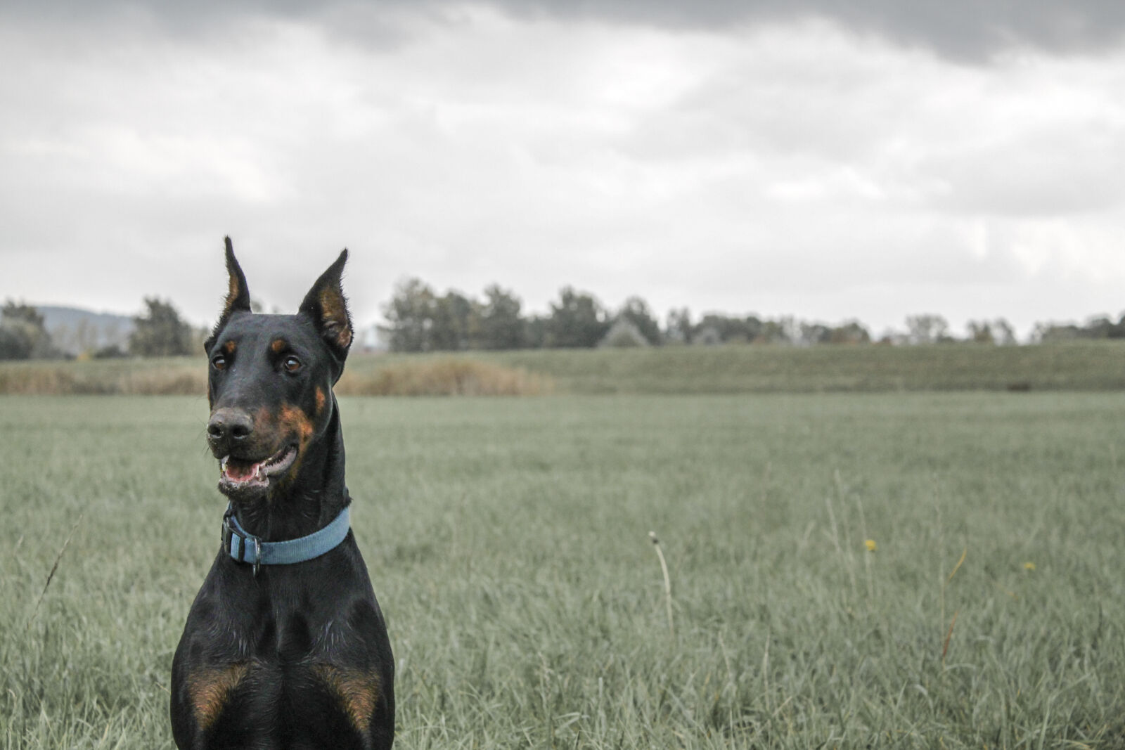 Canon EOS 1100D (EOS Rebel T3 / EOS Kiss X50) sample photo. Autumn, colorful, colourful, doberman photography
