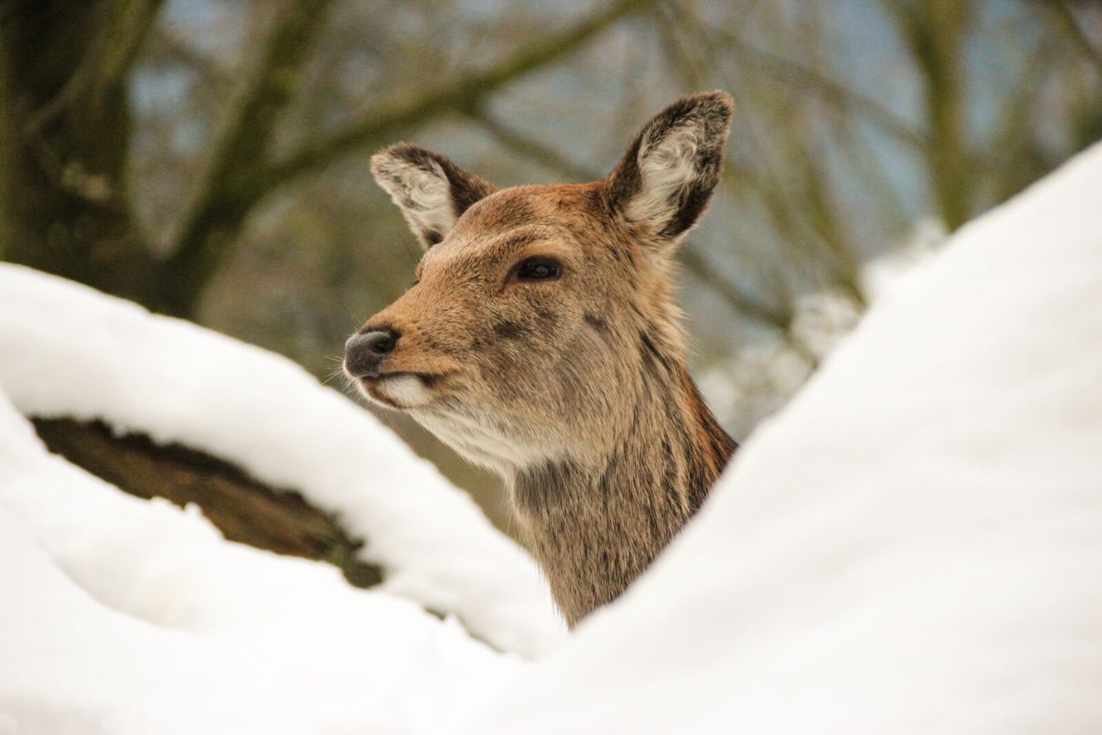 Canon EOS 600D (Rebel EOS T3i / EOS Kiss X5) sample photo. Deer, forest, animal photography