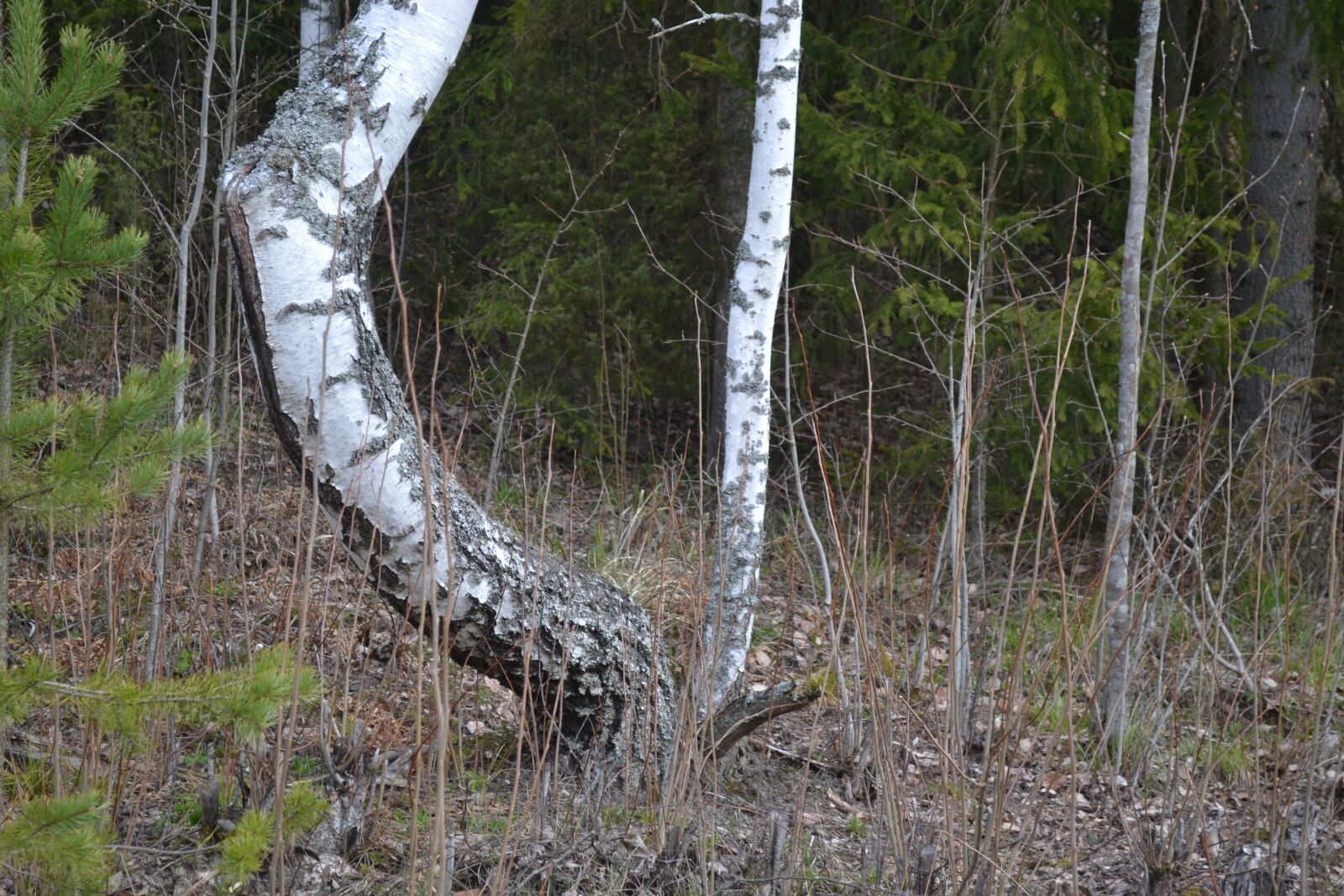 Nikon D3100 sample photo. Birch, bend, trouble photography