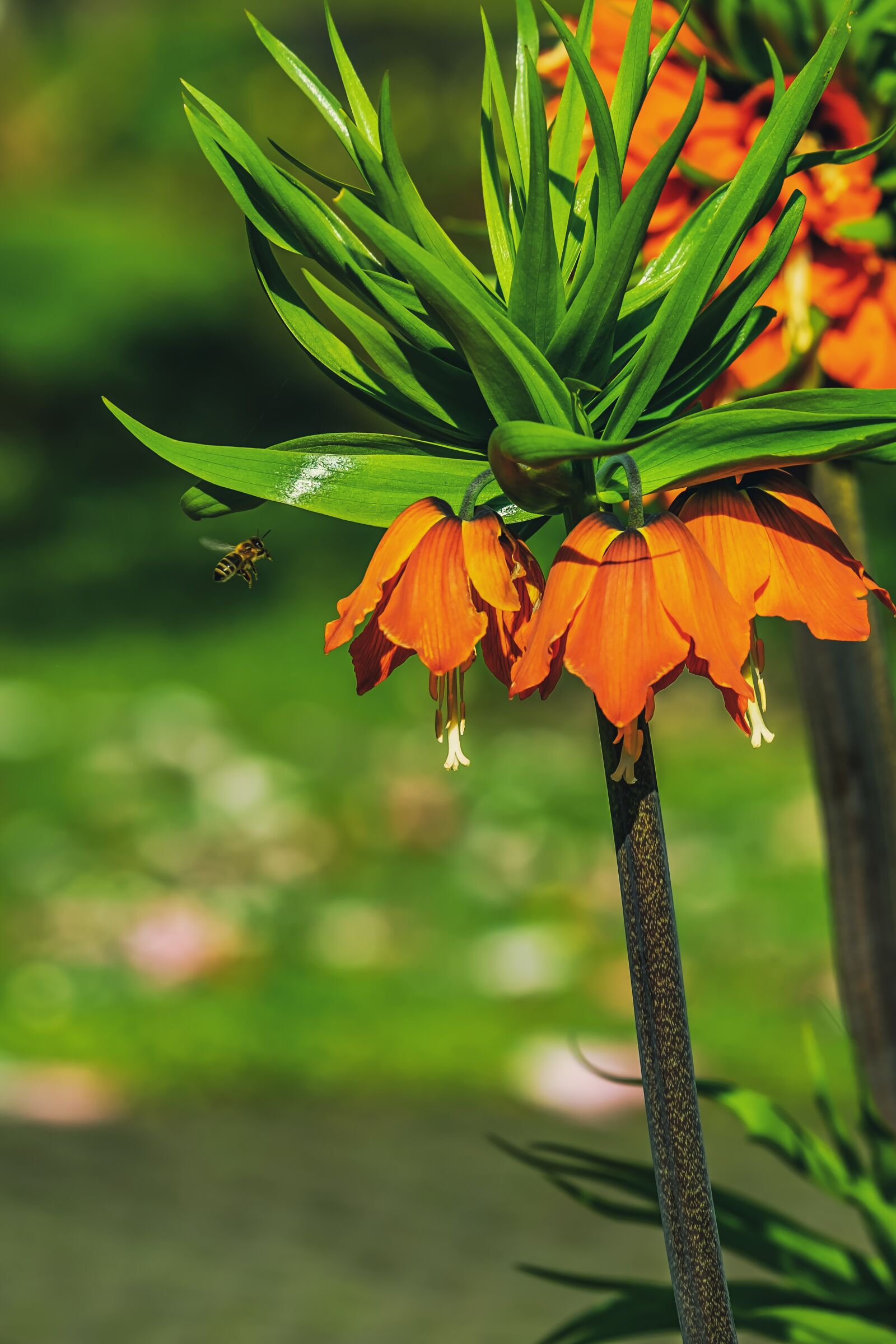 Fujifilm XF 55-200mm F3.5-4.8 R LM OIS sample photo. Imperial crown, fritillaria imperialis photography