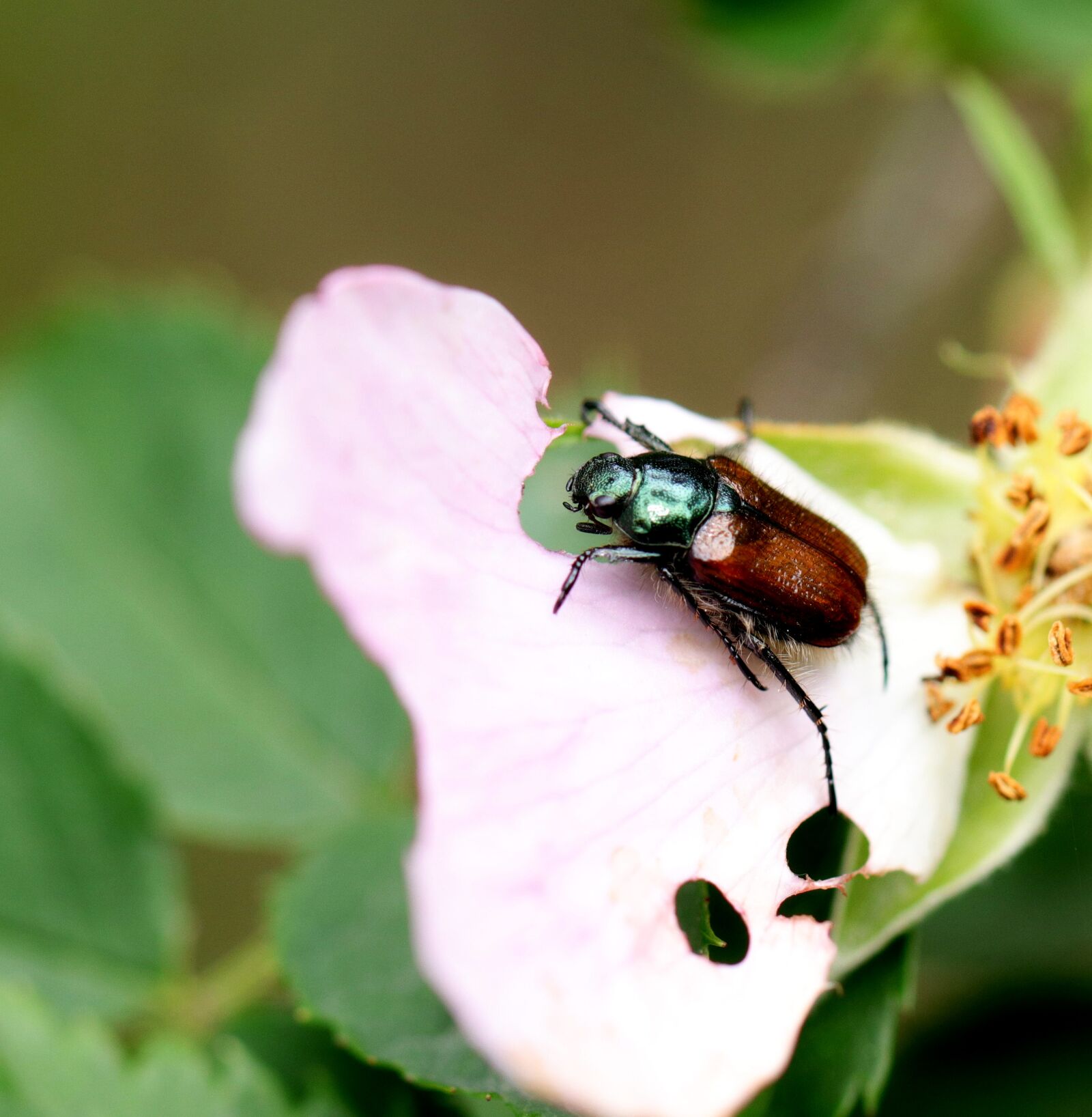 Canon EOS 80D sample photo. Worm, forest, nature photography