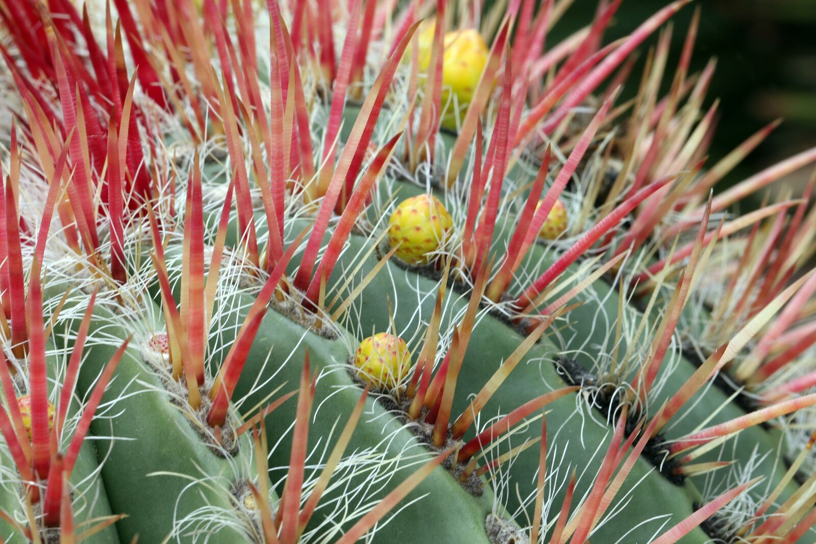 Canon EOS 7D Mark II sample photo. Cactus, spikes, the buds photography