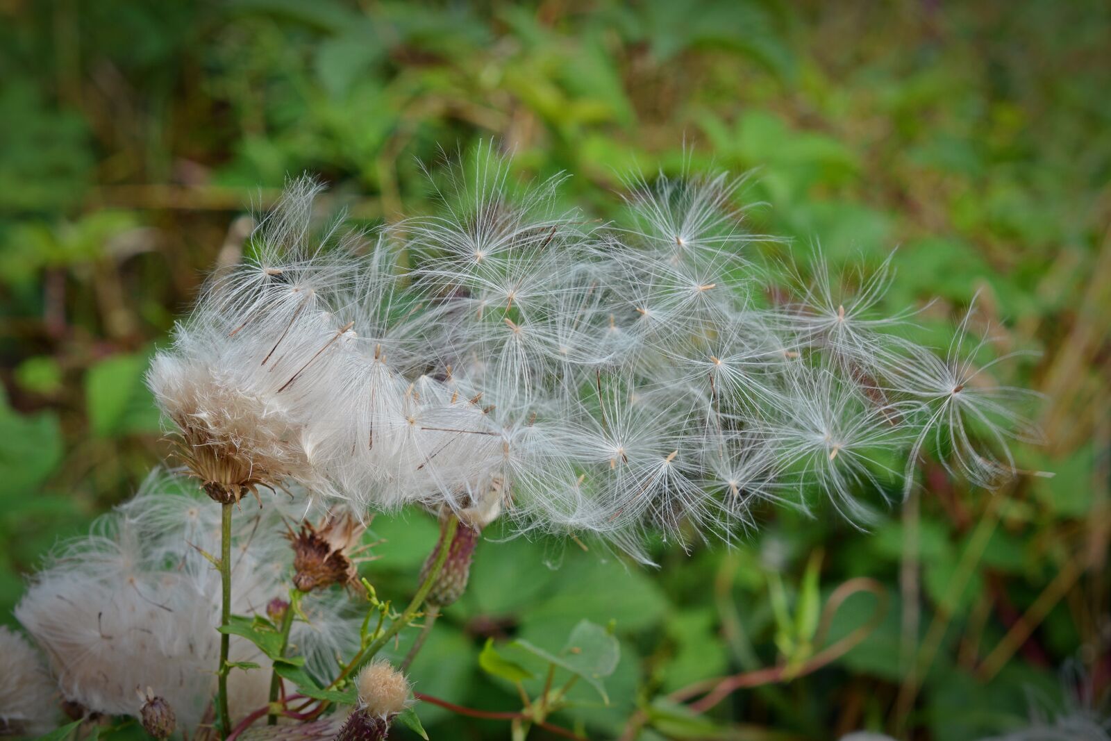 Nikon D5200 sample photo. Seeds, flying seeds, pointed photography