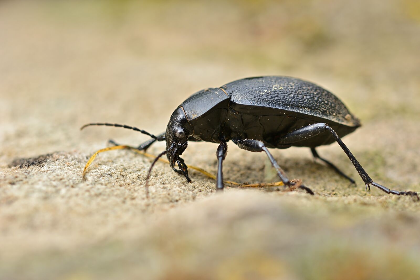 Nikon D5200 sample photo. Beetle, carabus, ground beetles photography