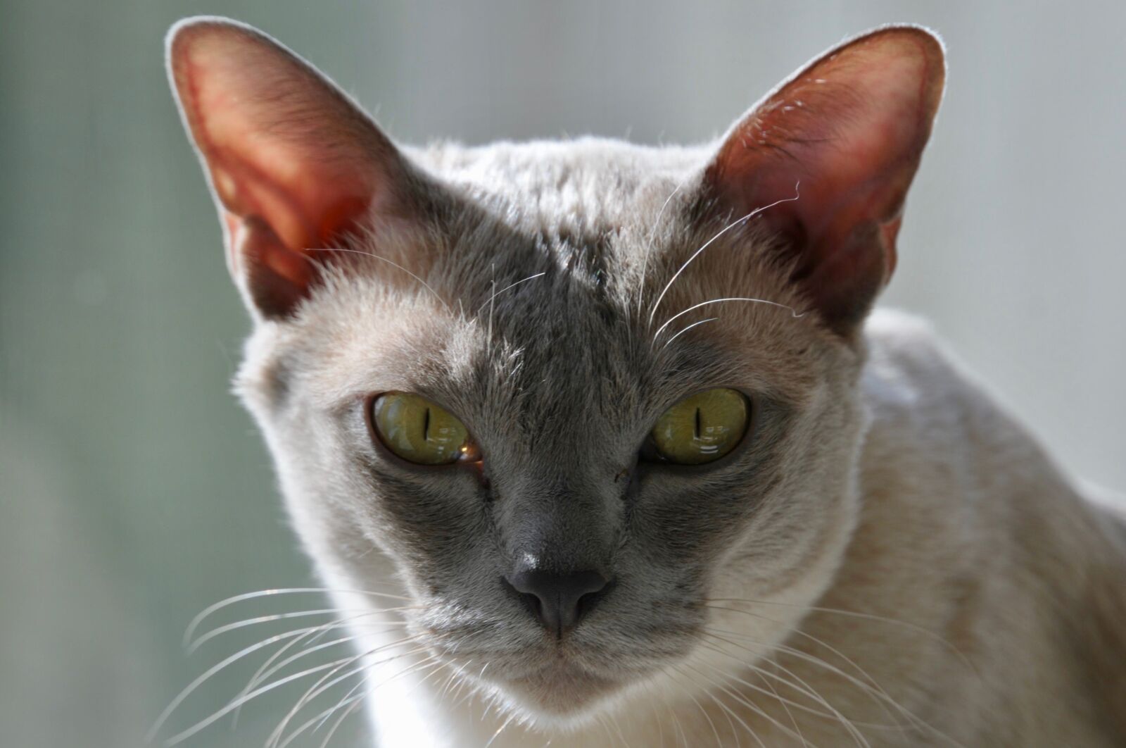 Nikon D300S sample photo. Cat, look photography