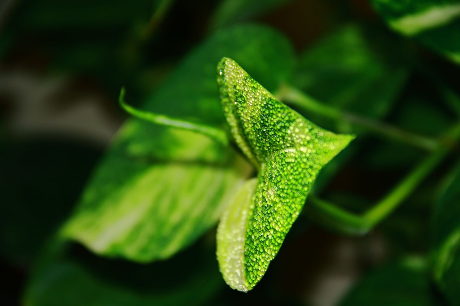 Canon EF-S 18-135mm F3.5-5.6 IS sample photo. Amazing, green, leaves photography