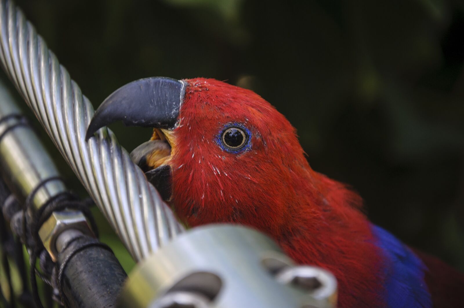 Nikon D5000 sample photo. Parrot, zoo, bird photography