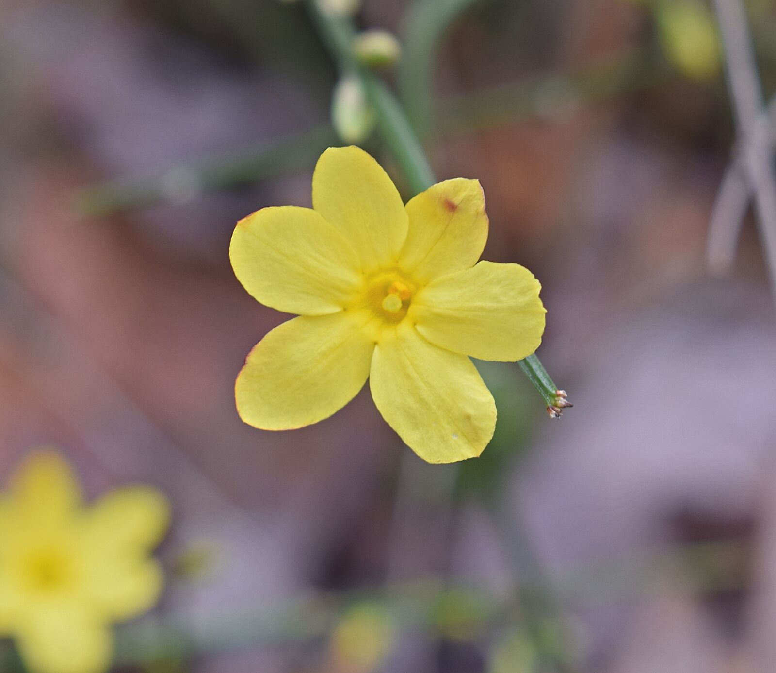 Nikon D3300 sample photo. Winter jasmine, flower, ornamental photography