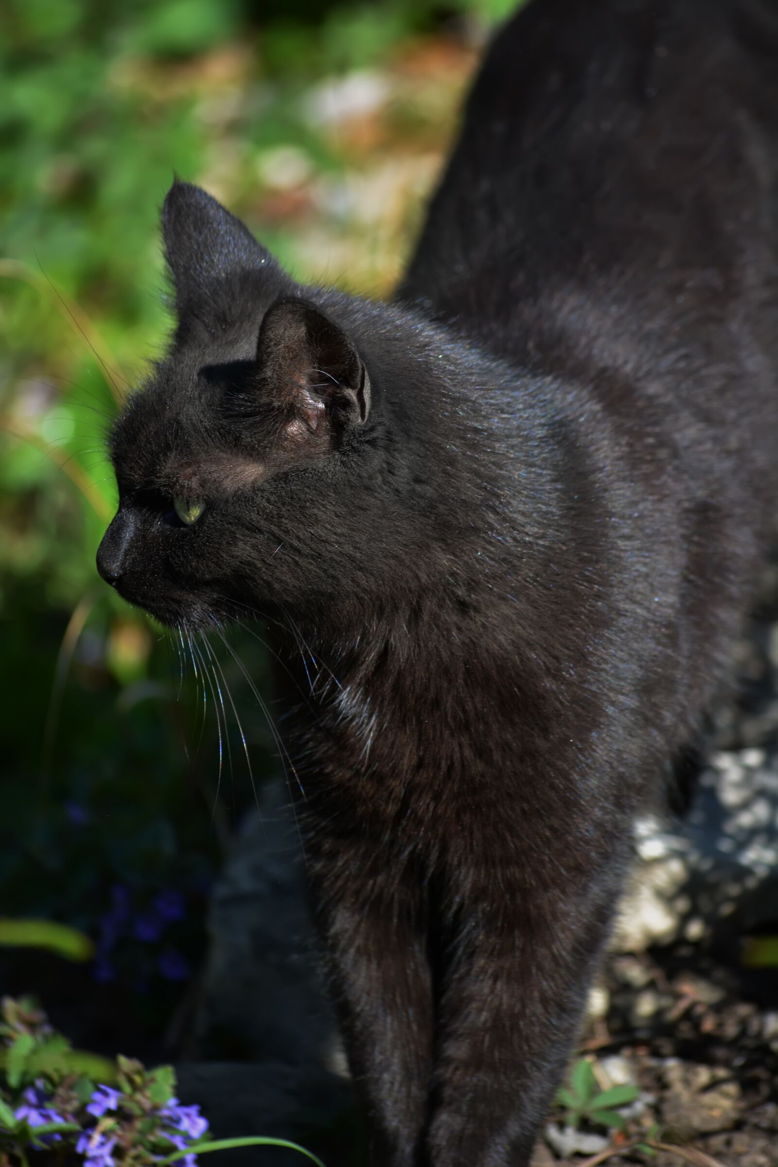 Nikon D5200 sample photo. Jeanne, cat, nature photography