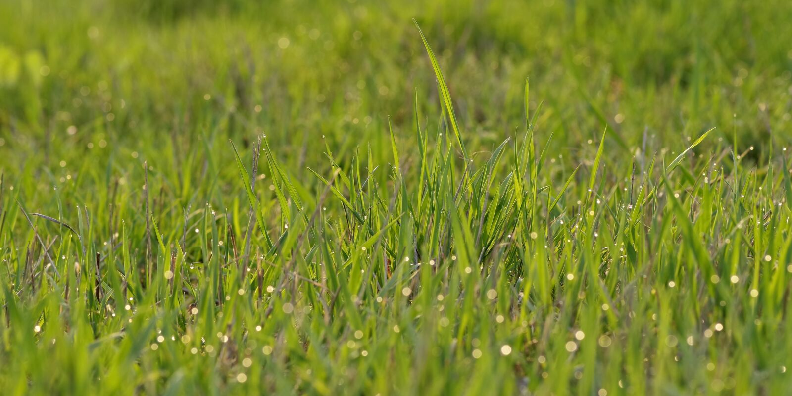 Pentax K-S2 sample photo. Lawn, meadow, rosa photography