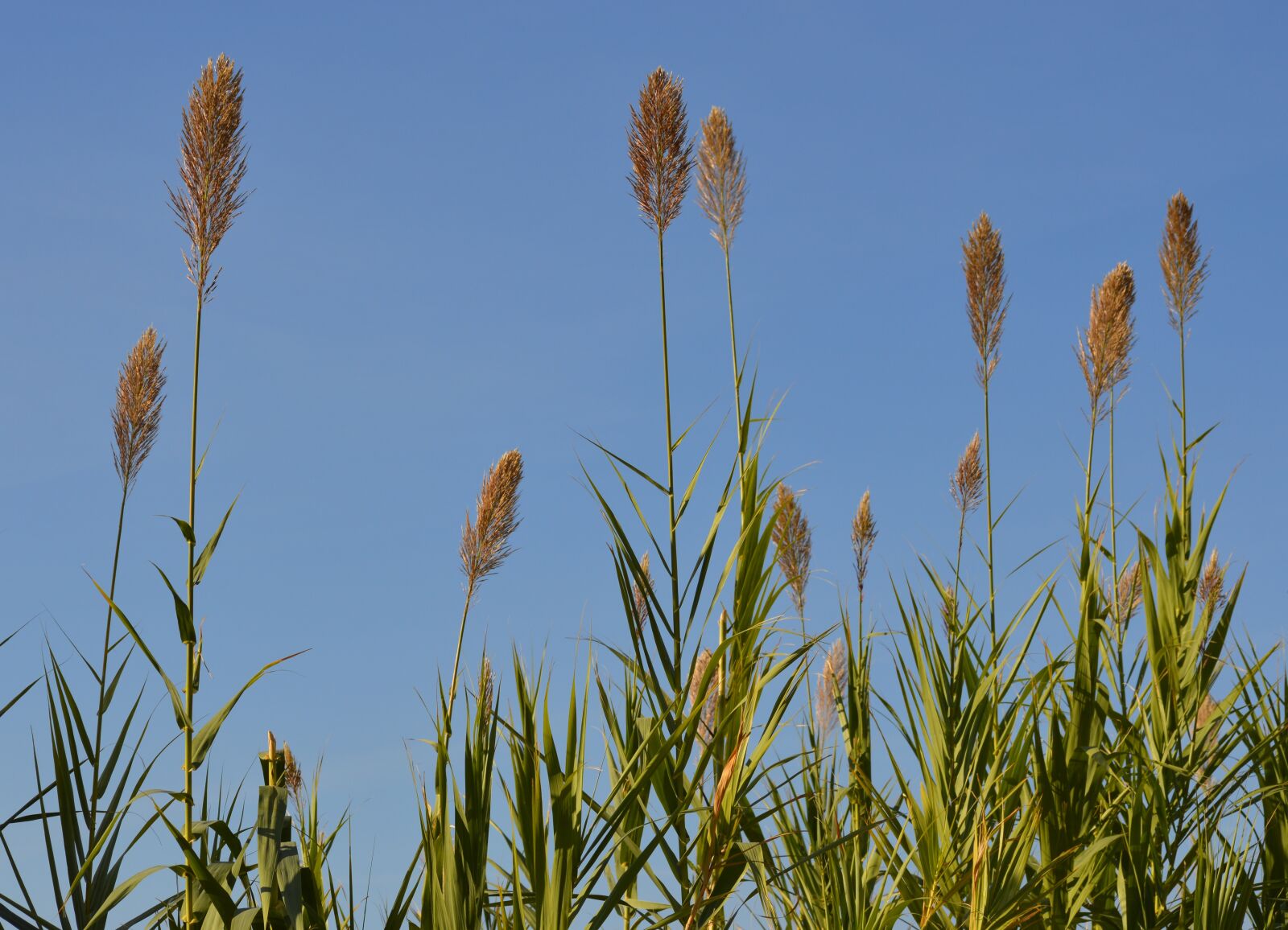 Nikon D3200 sample photo. Flowers, nature, green photography