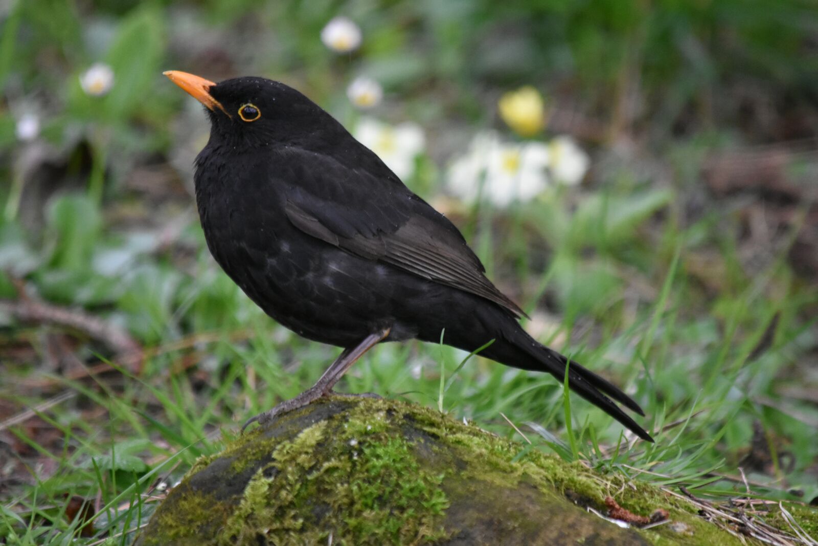 Nikon D3400 sample photo. Blackbird, birds, black photography