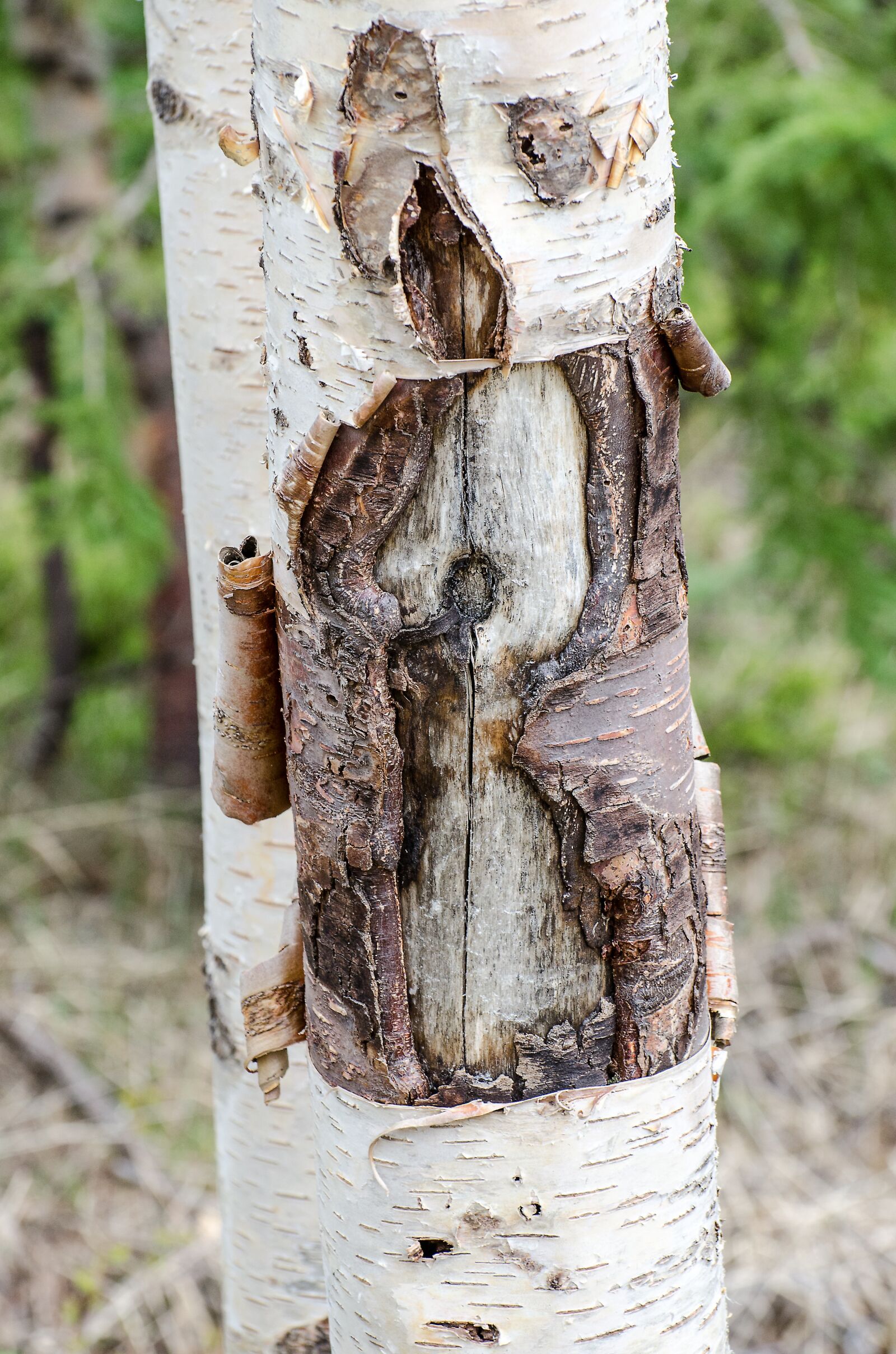 Nikon D7000 sample photo. Peeling bark, tree, trunk photography