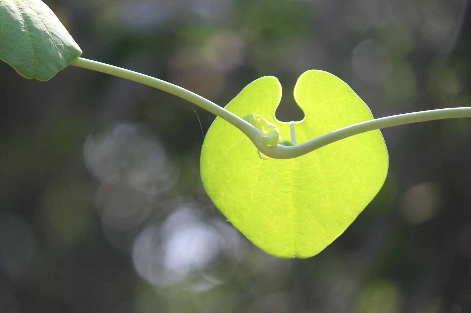 Canon EOS 600D (Rebel EOS T3i / EOS Kiss X5) sample photo. Beautiful, leaf, green, plant photography