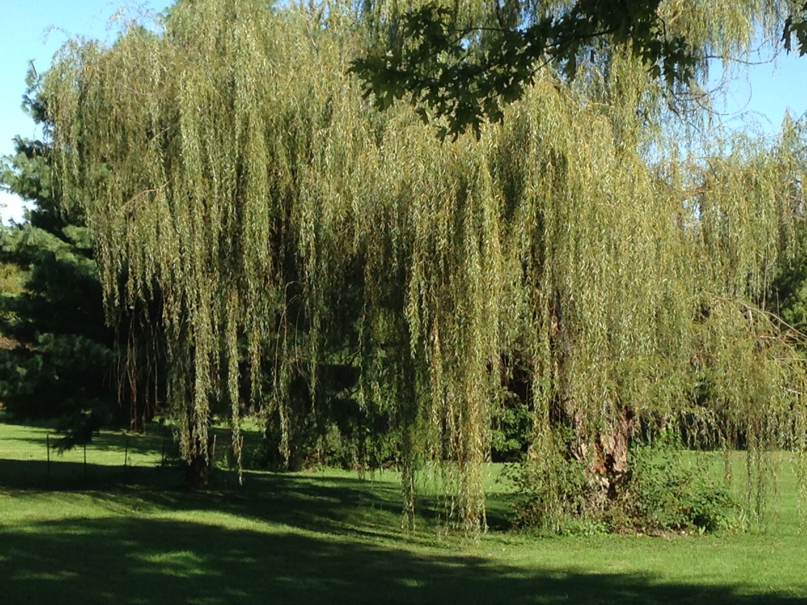 iPhone 5c back camera 4.12mm f/2.4 sample photo. Tree, weeping, weeping, willow photography