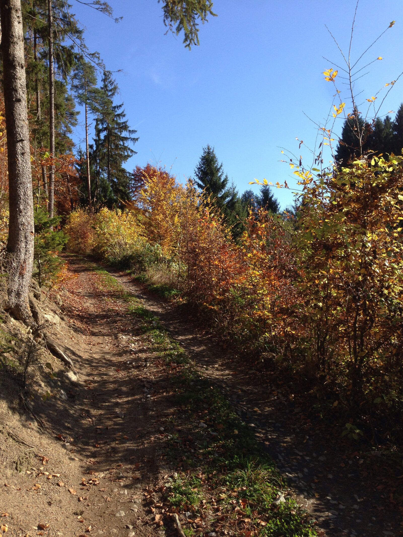iPhone 5 back camera 4.12mm f/2.4 sample photo. Autumn, forest, leaves photography