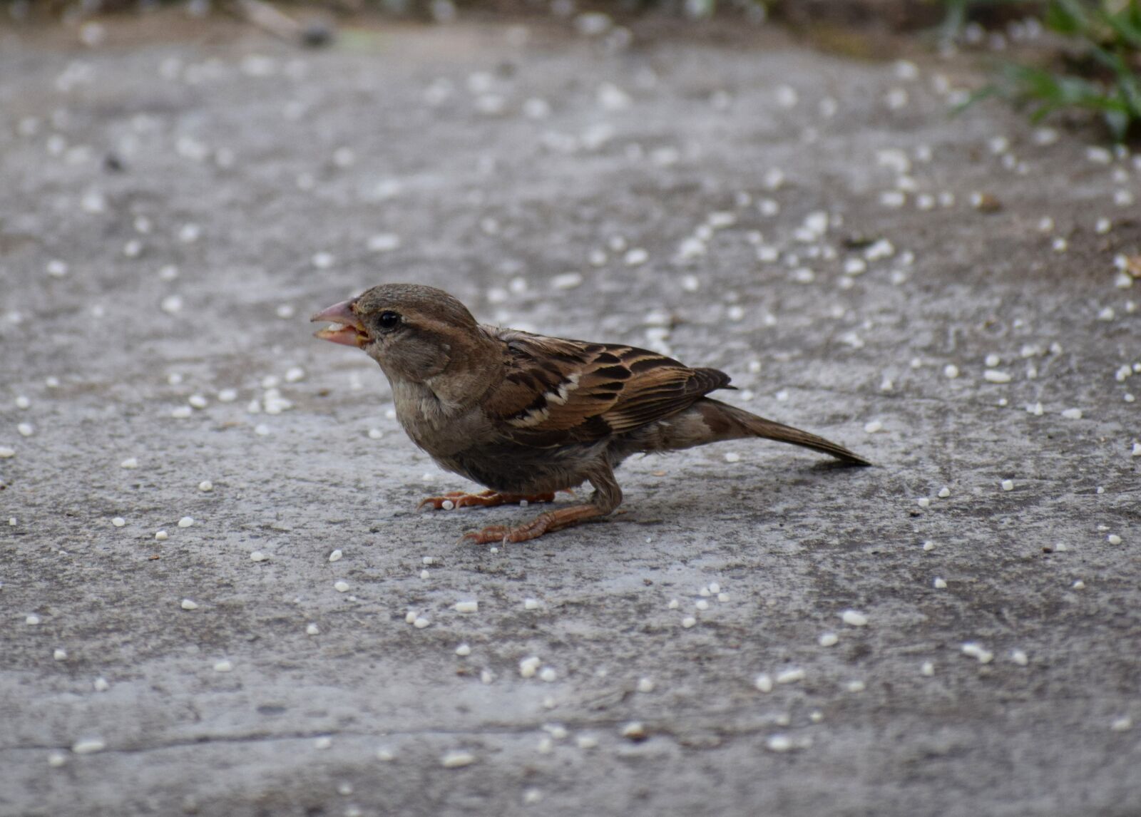 Nikon D3300 sample photo. Endangered, sparrow, spicy photography
