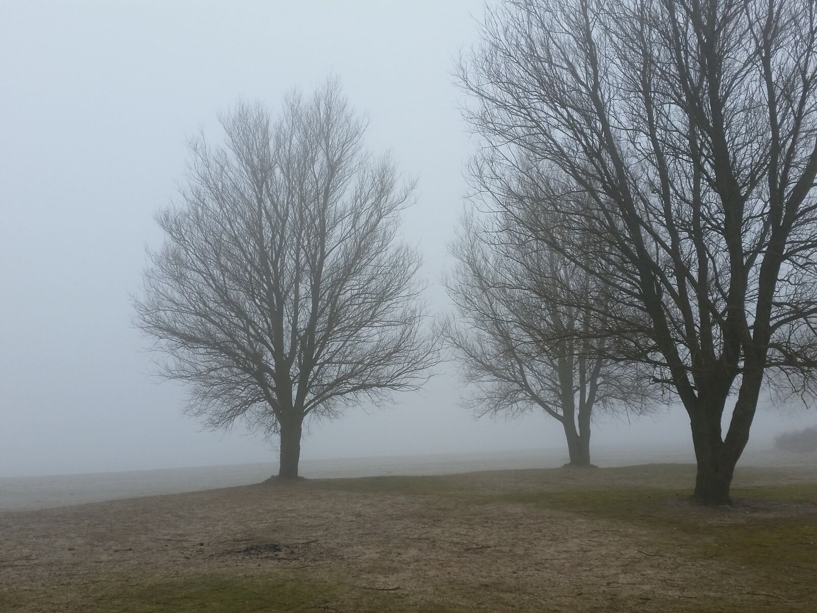 Samsung Galaxy S5 sample photo. Fog, trees, morning photography
